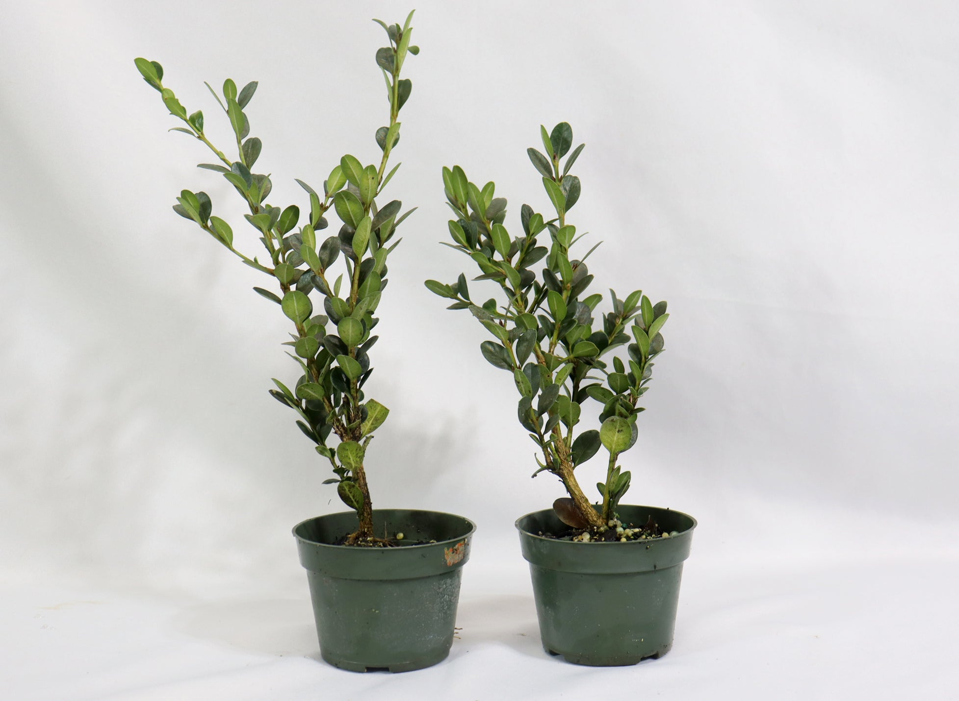 Wintergreen Boxwood in 4" Plastic Pots - Schley's Bonsai