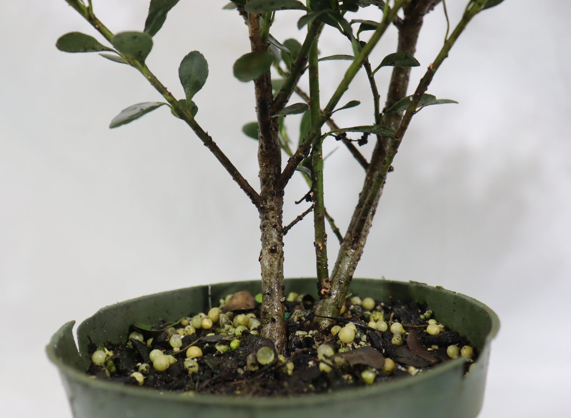 Ilex Crenata in 4