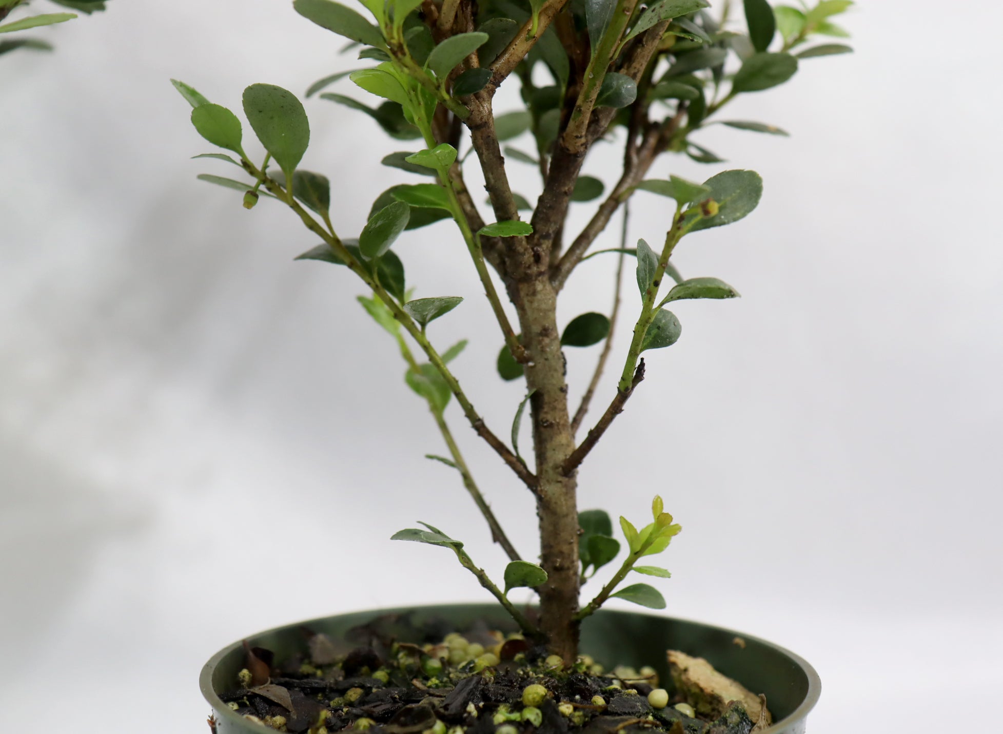 Ilex Crenata in 4" Plastic Pots - Schley's Bonsai