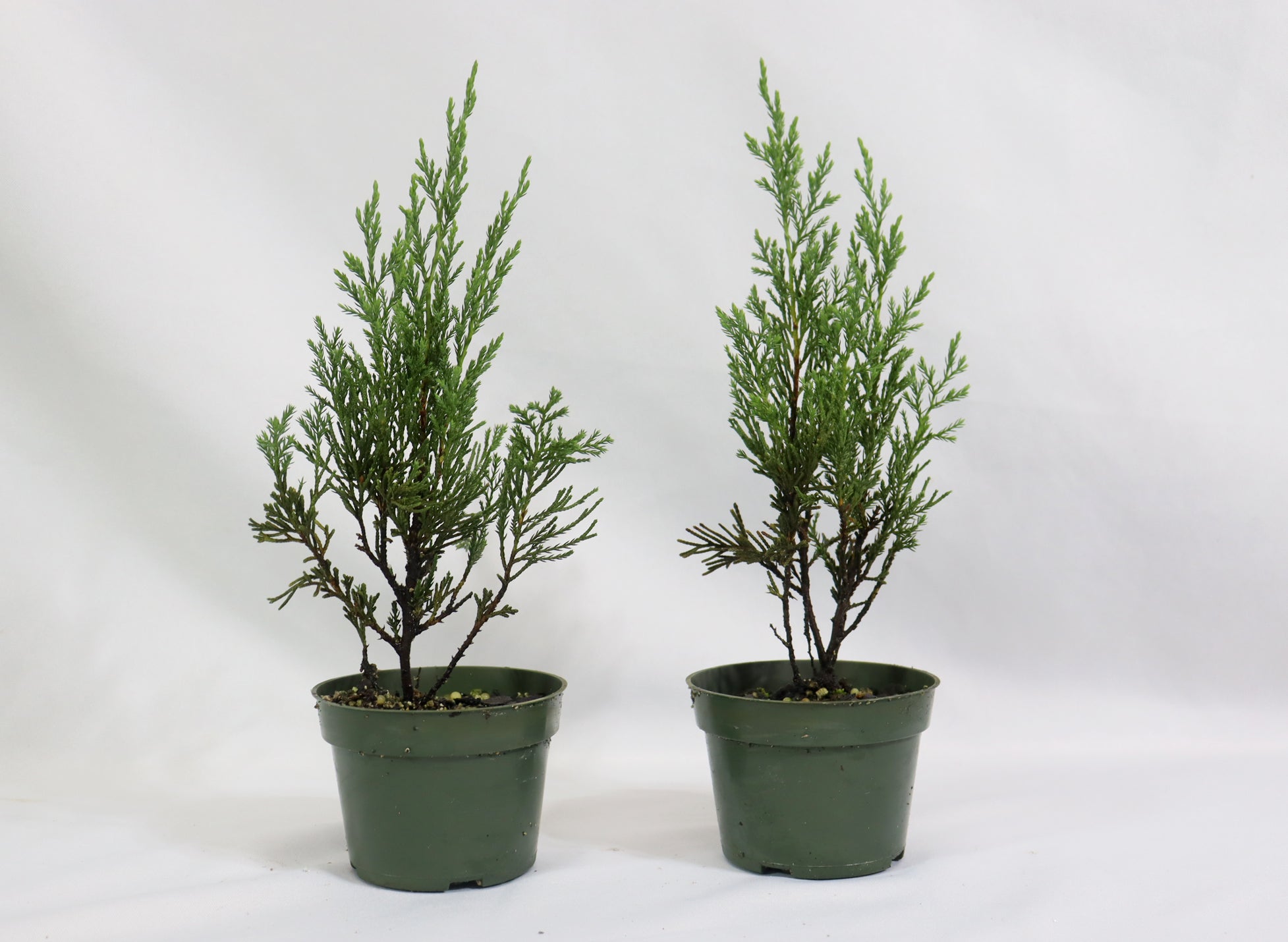 Assorted Spartan Juniper in 4" Plastic Pots - Schley's Bonsai