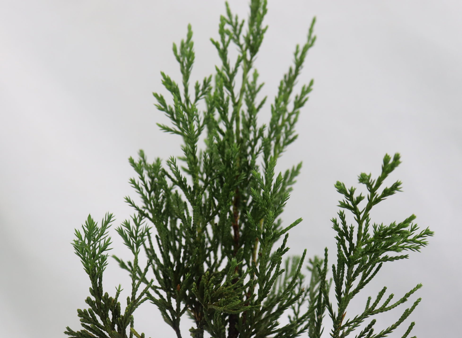 Assorted Spartan Juniper in 4