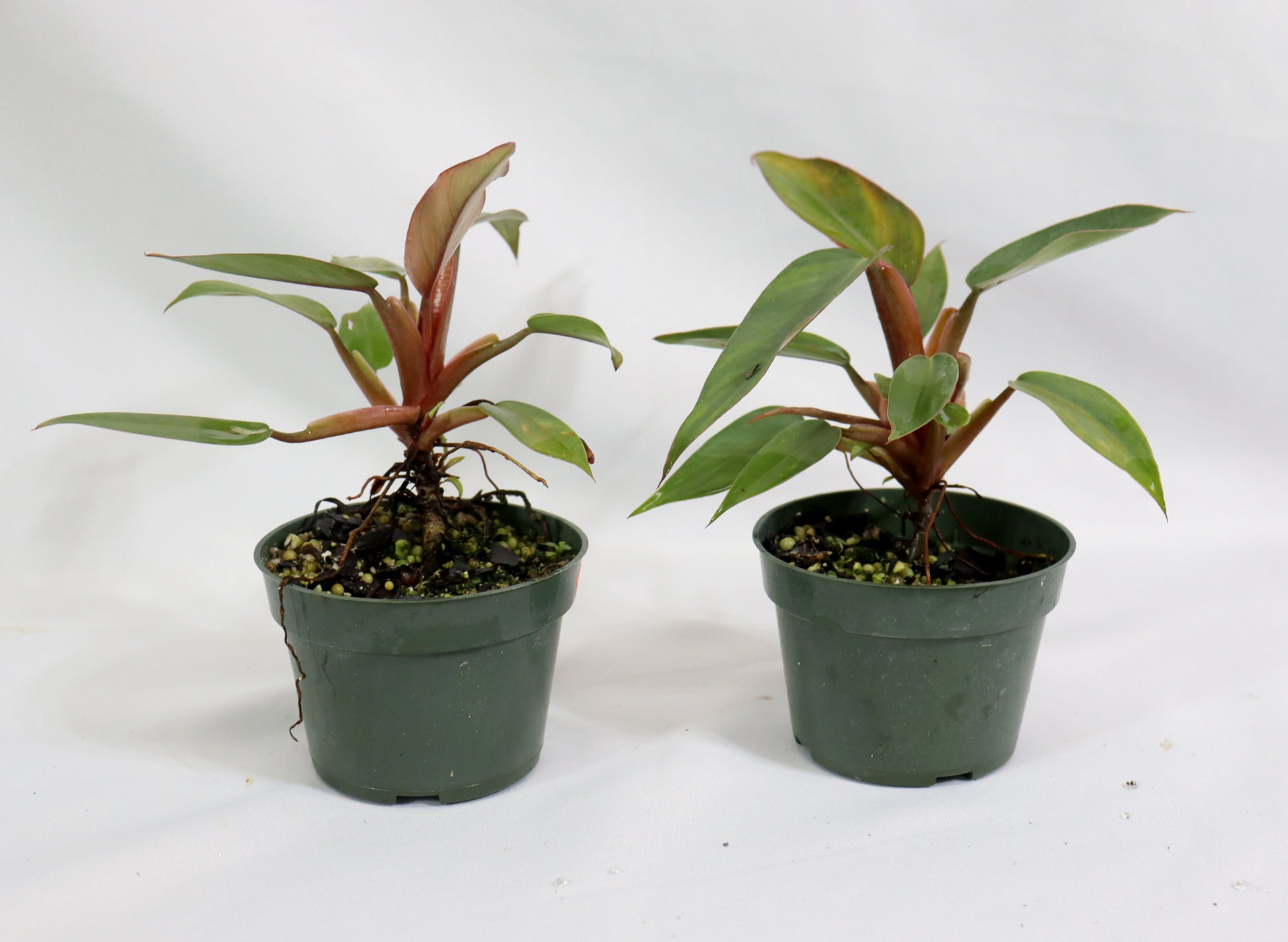 Assorted Pincushion Philodendrons in 4" Plastic Pots - Schley's Bonsai