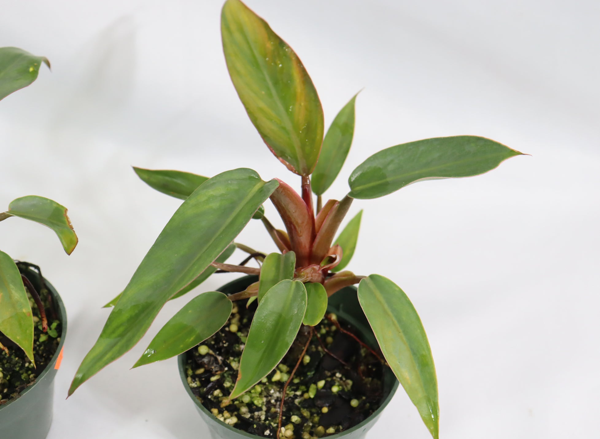 Assorted Pincushion Philodendrons in 4