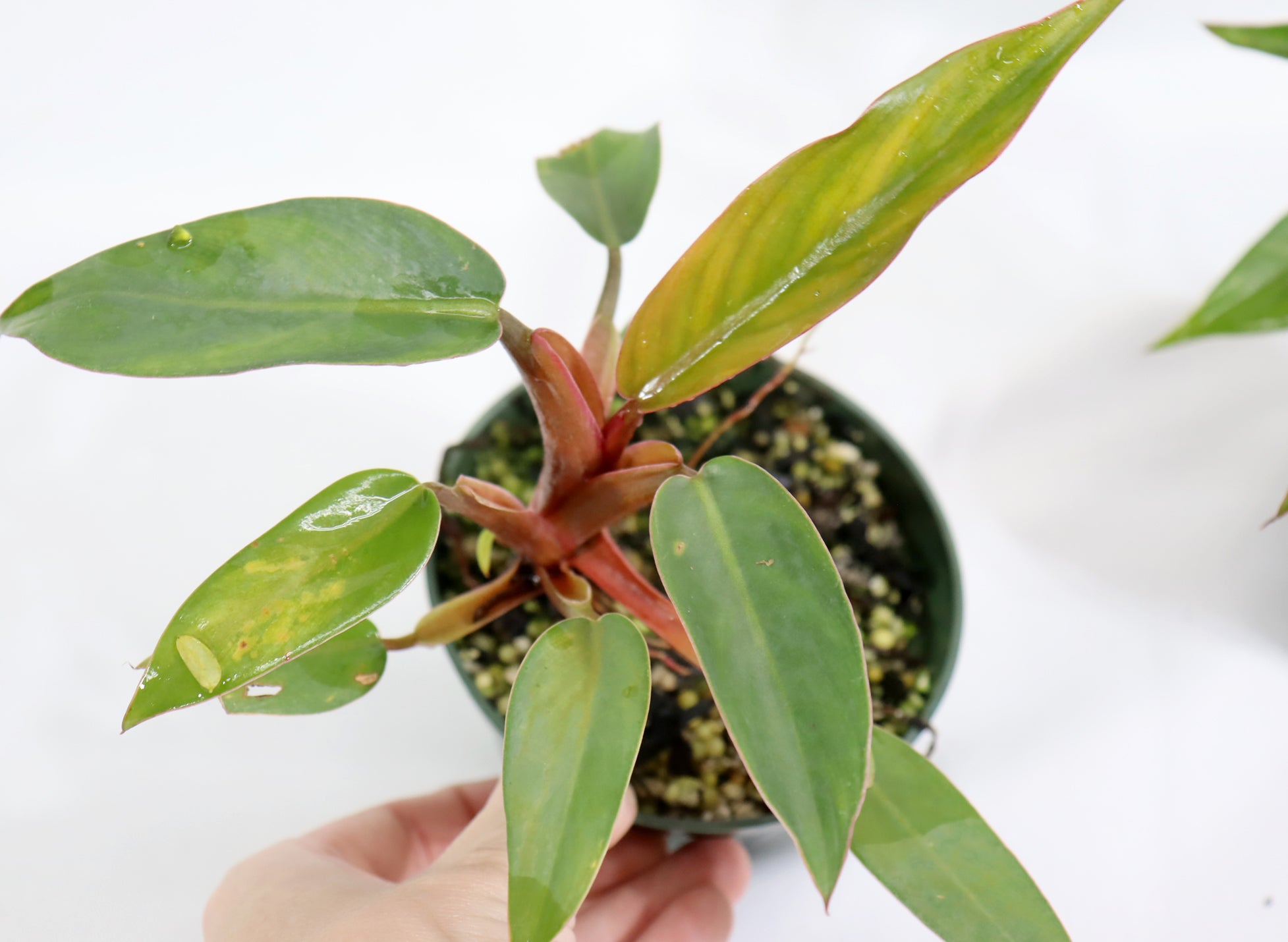 Assorted Pincushion Philodendrons in 4
