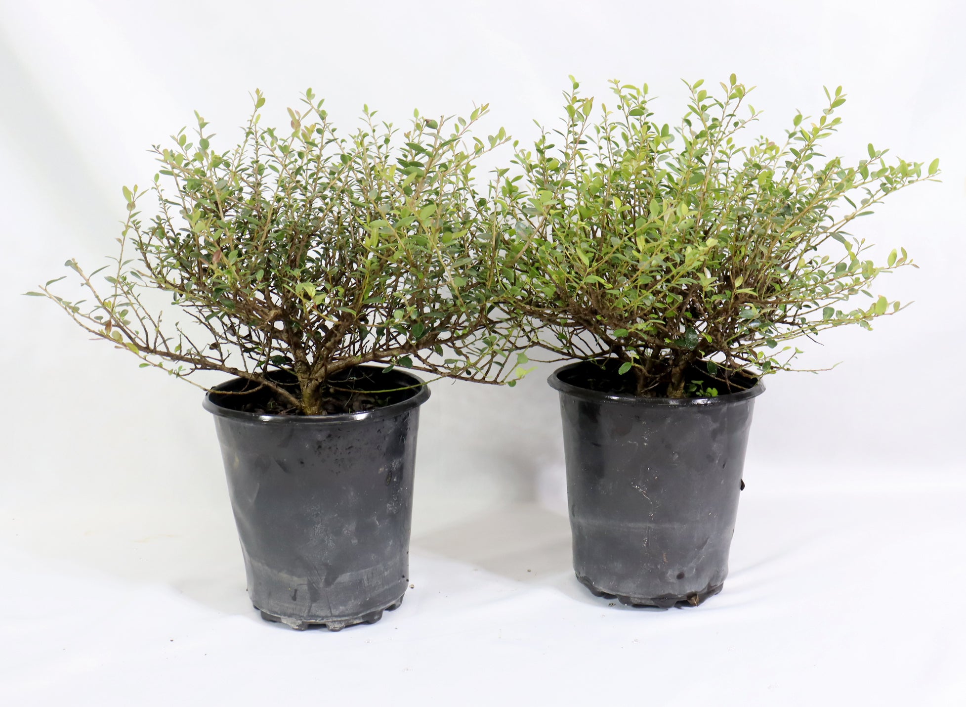 Assorted Ilex Vomitoria Schillings in One Gallon Plastic Pots - Schley's Bonsai