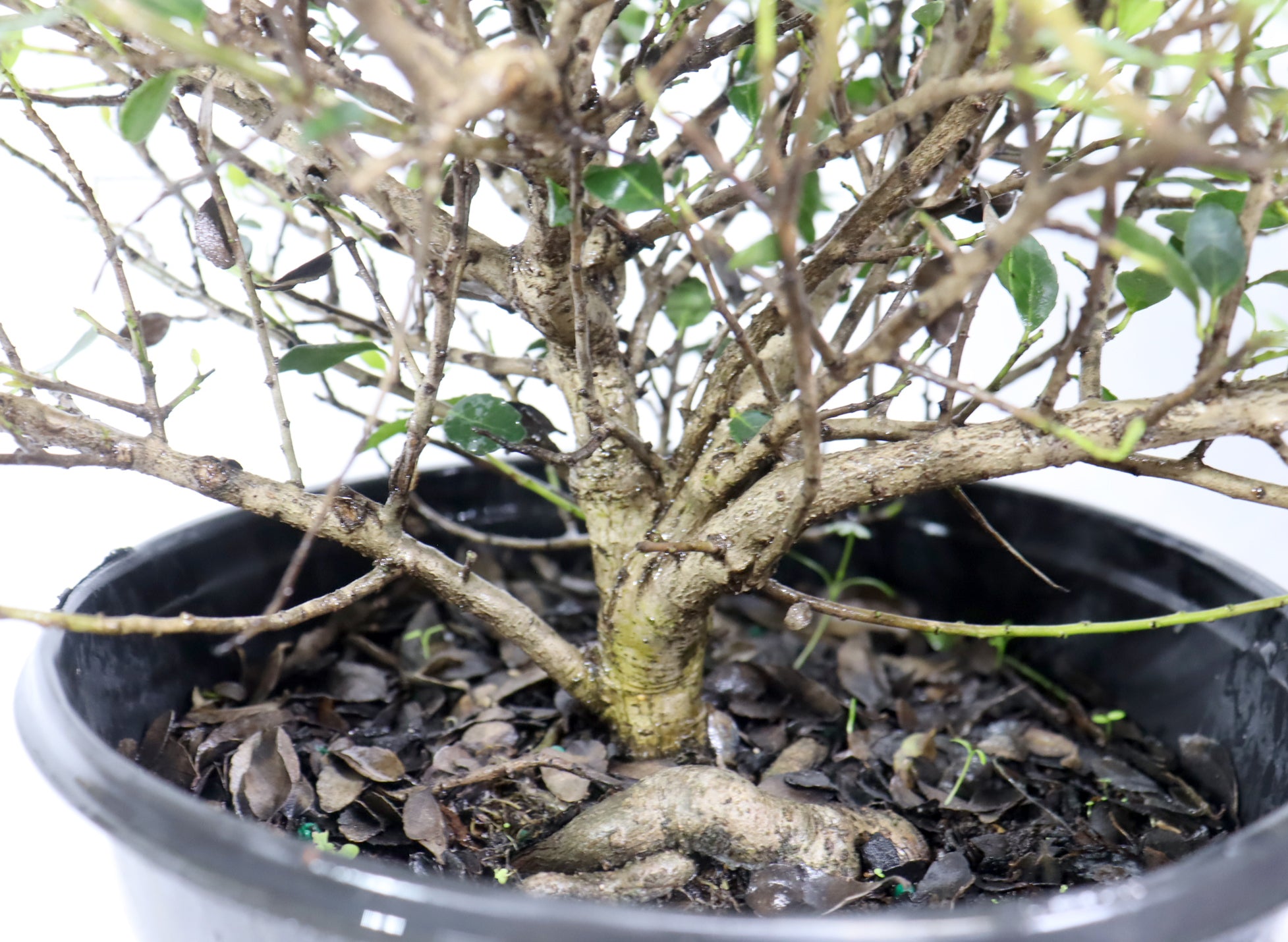Assorted Ilex Vomitoria Schillings in One Gallon Plastic Pots