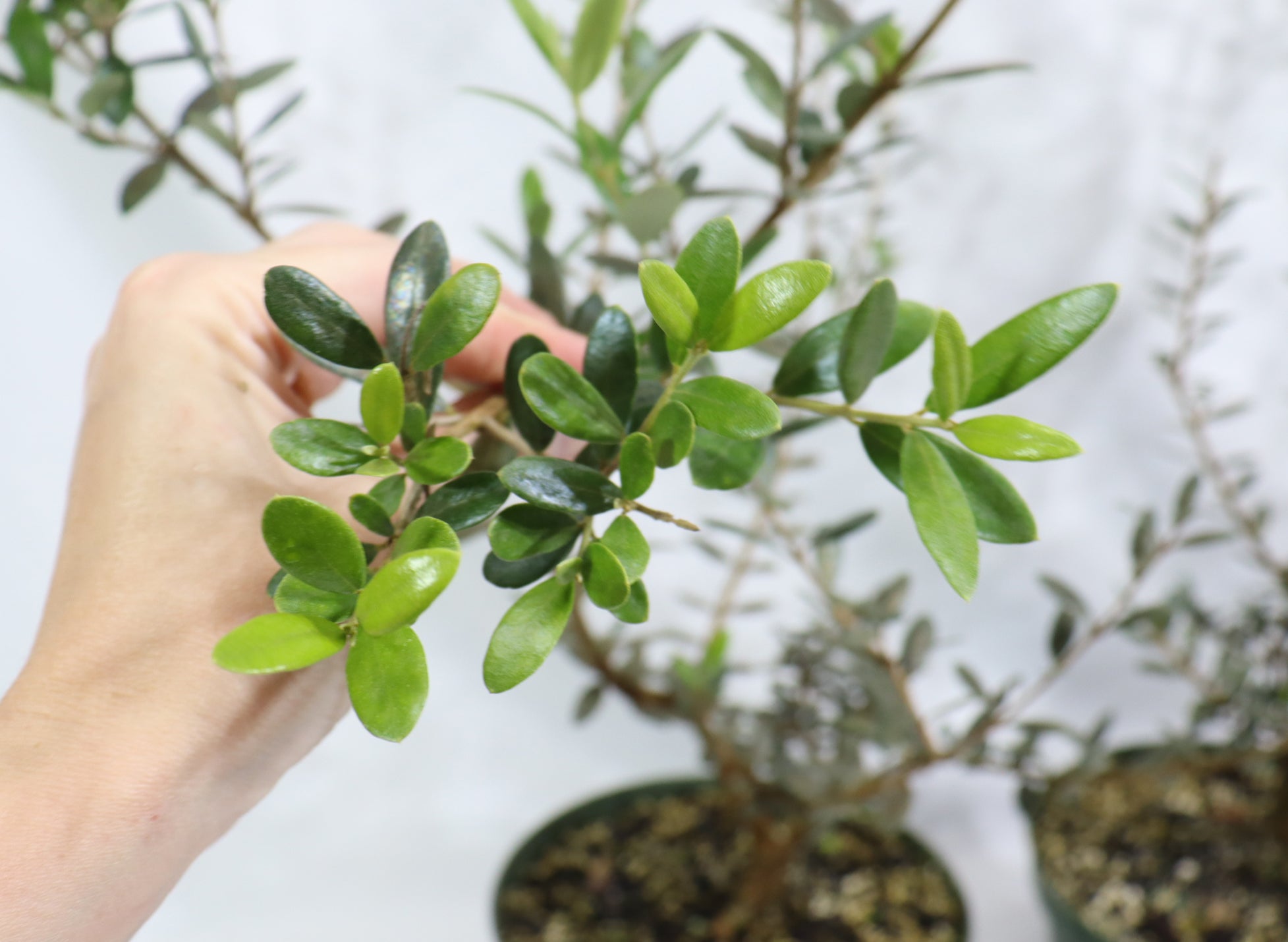 Assorted European Olive in 8