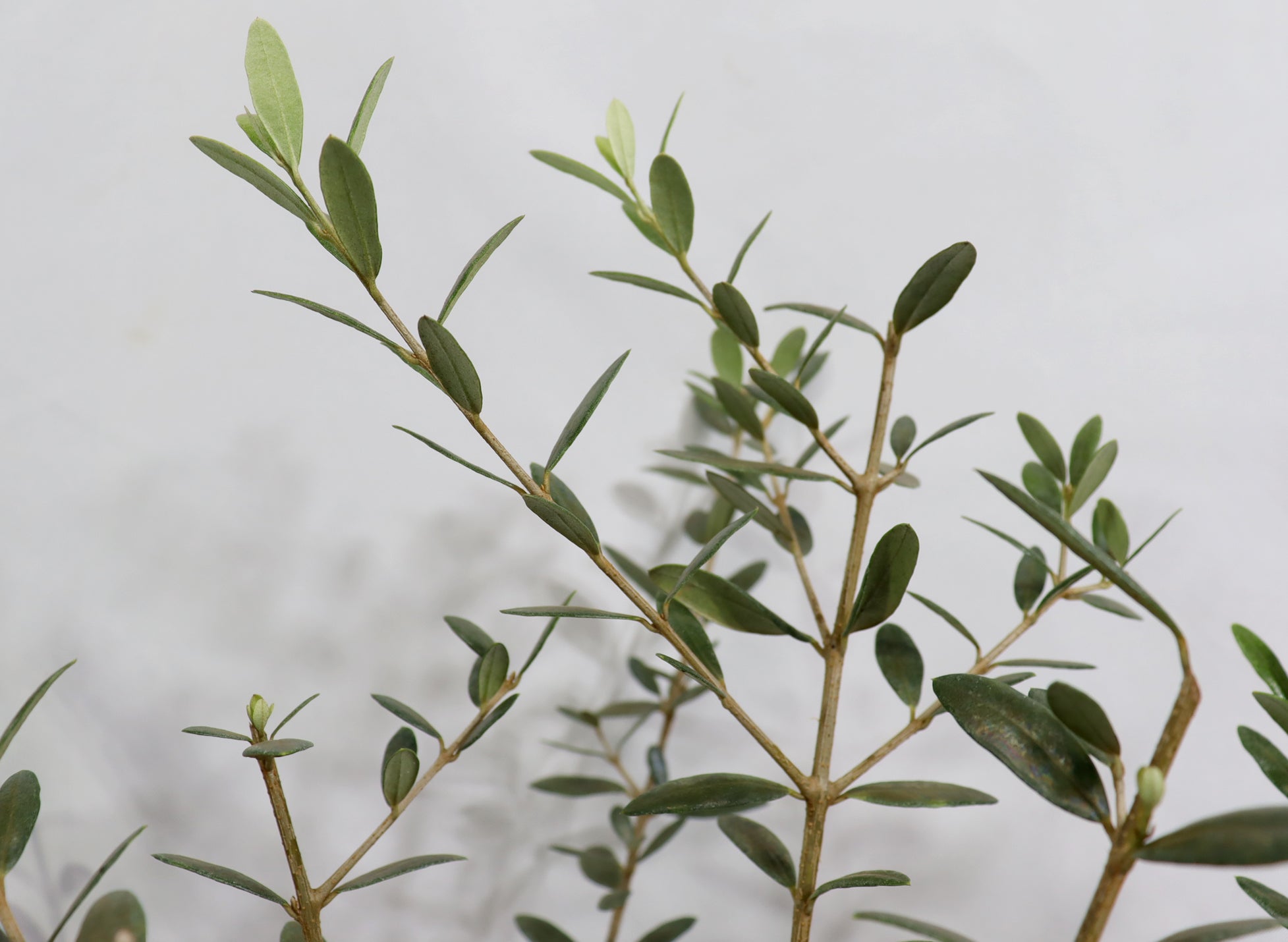 Assorted European Olive in 8