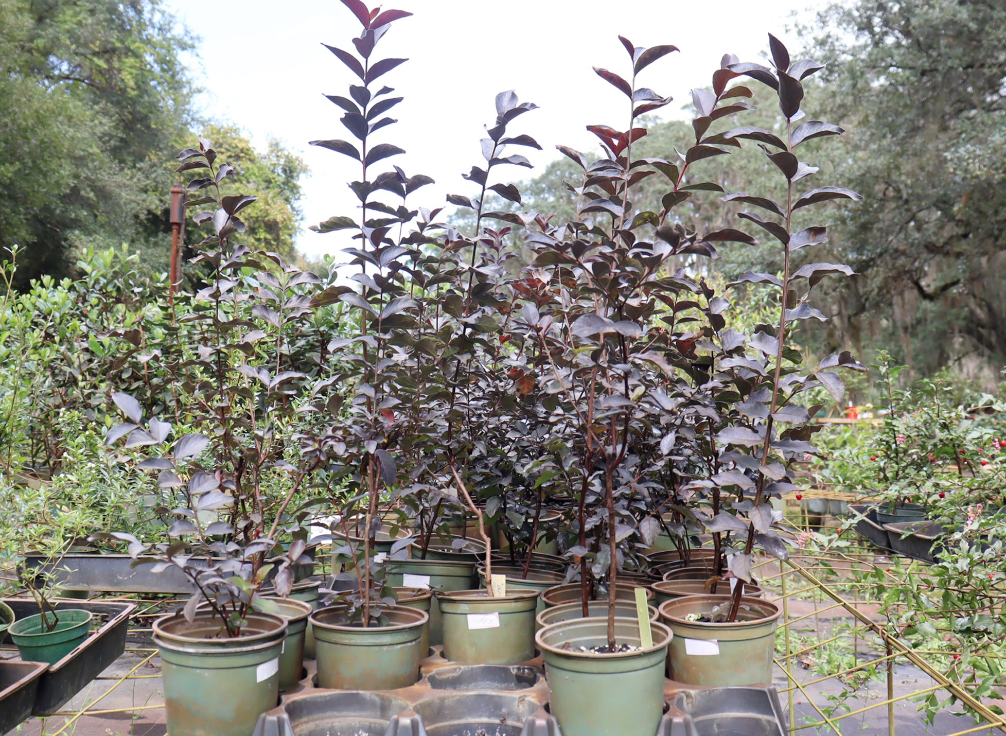 Ruby Red Crepe Myrtle in 5" Plastic Pots - Schley's Bonsai