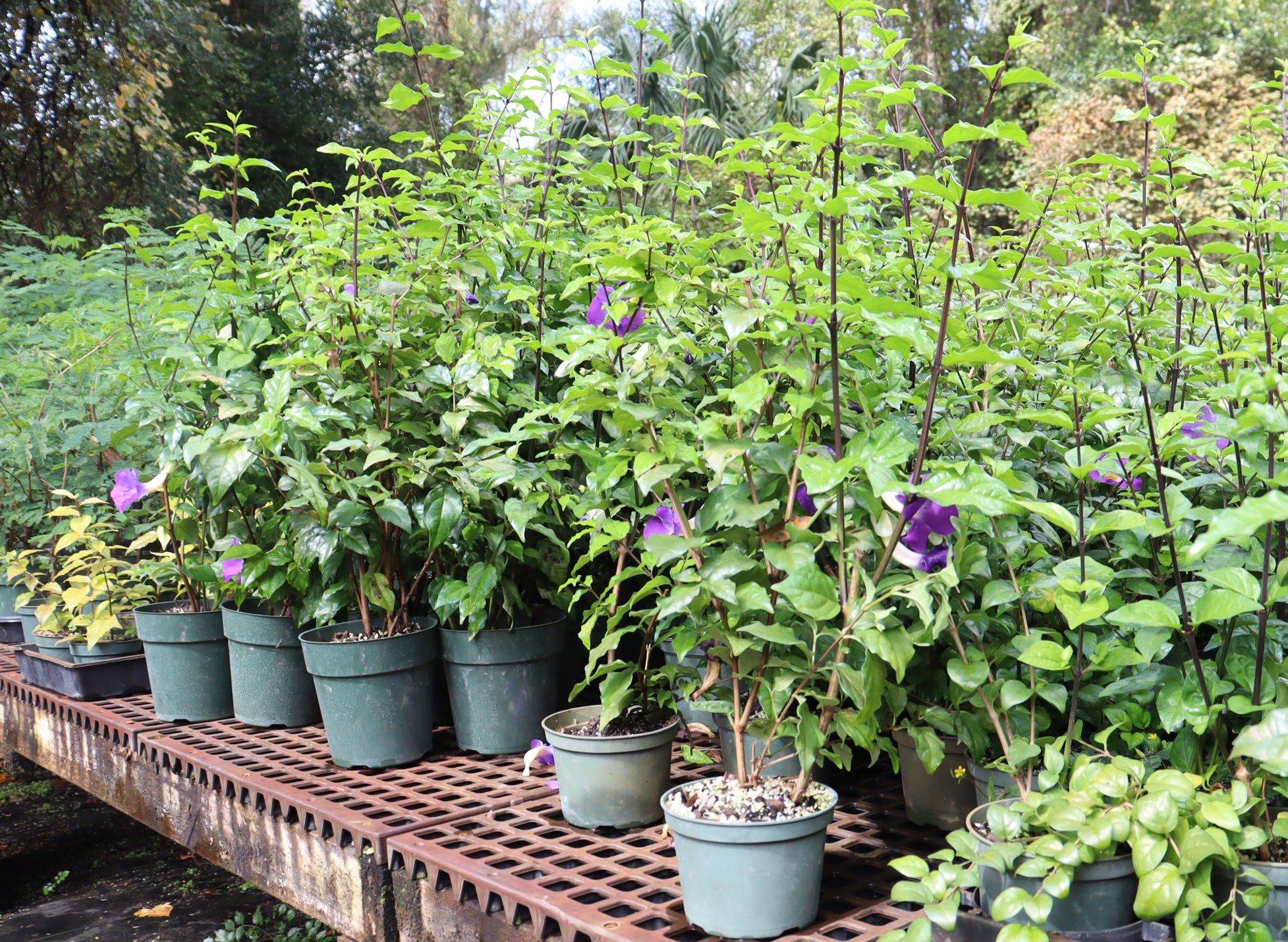 King's Mantle in 4" and 6" Plastic Pots - Schley's Bonsai