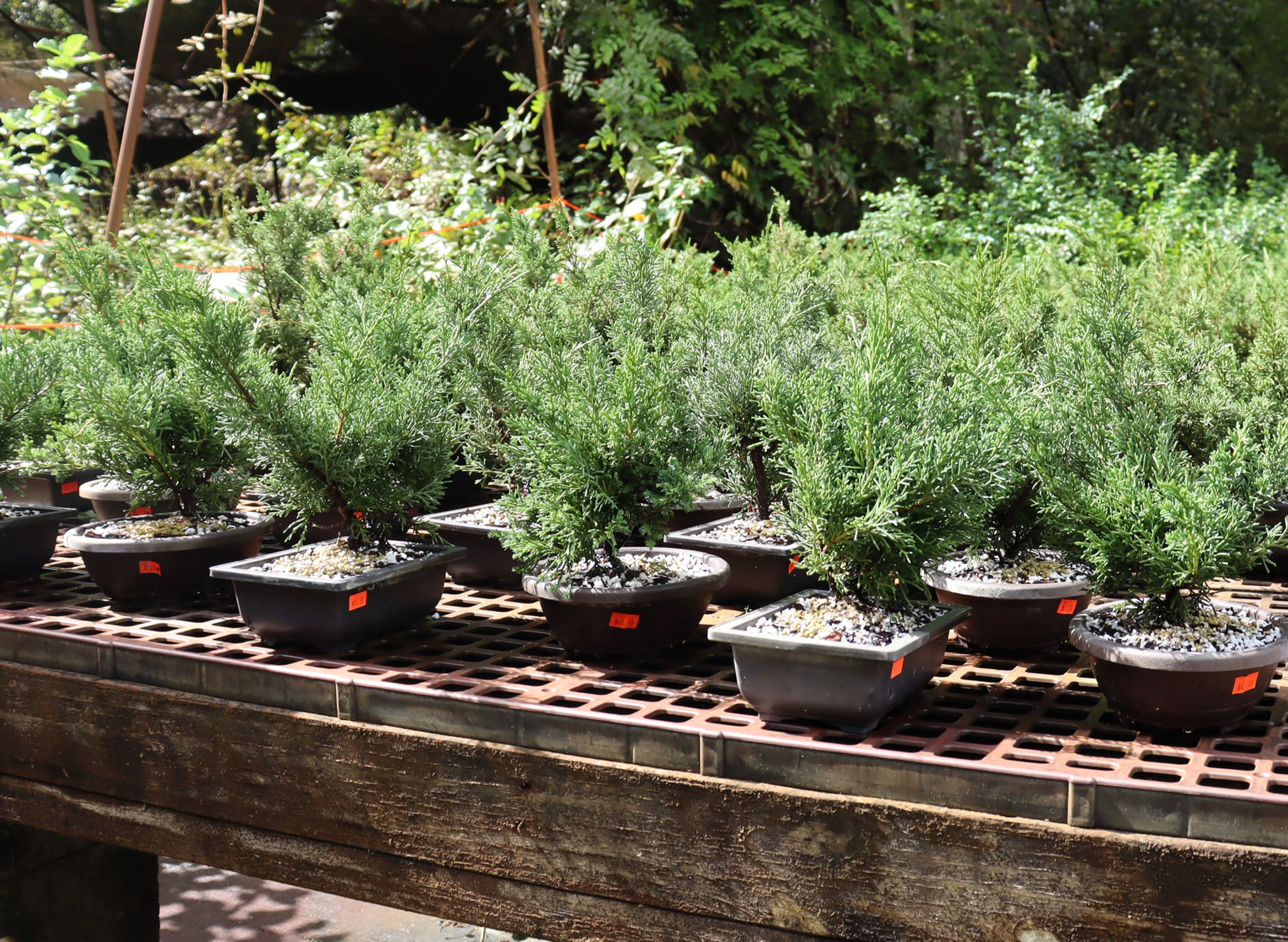 Assorted Juniper Procumbens nana in Plastic Training Containers - Schley's Bonsai