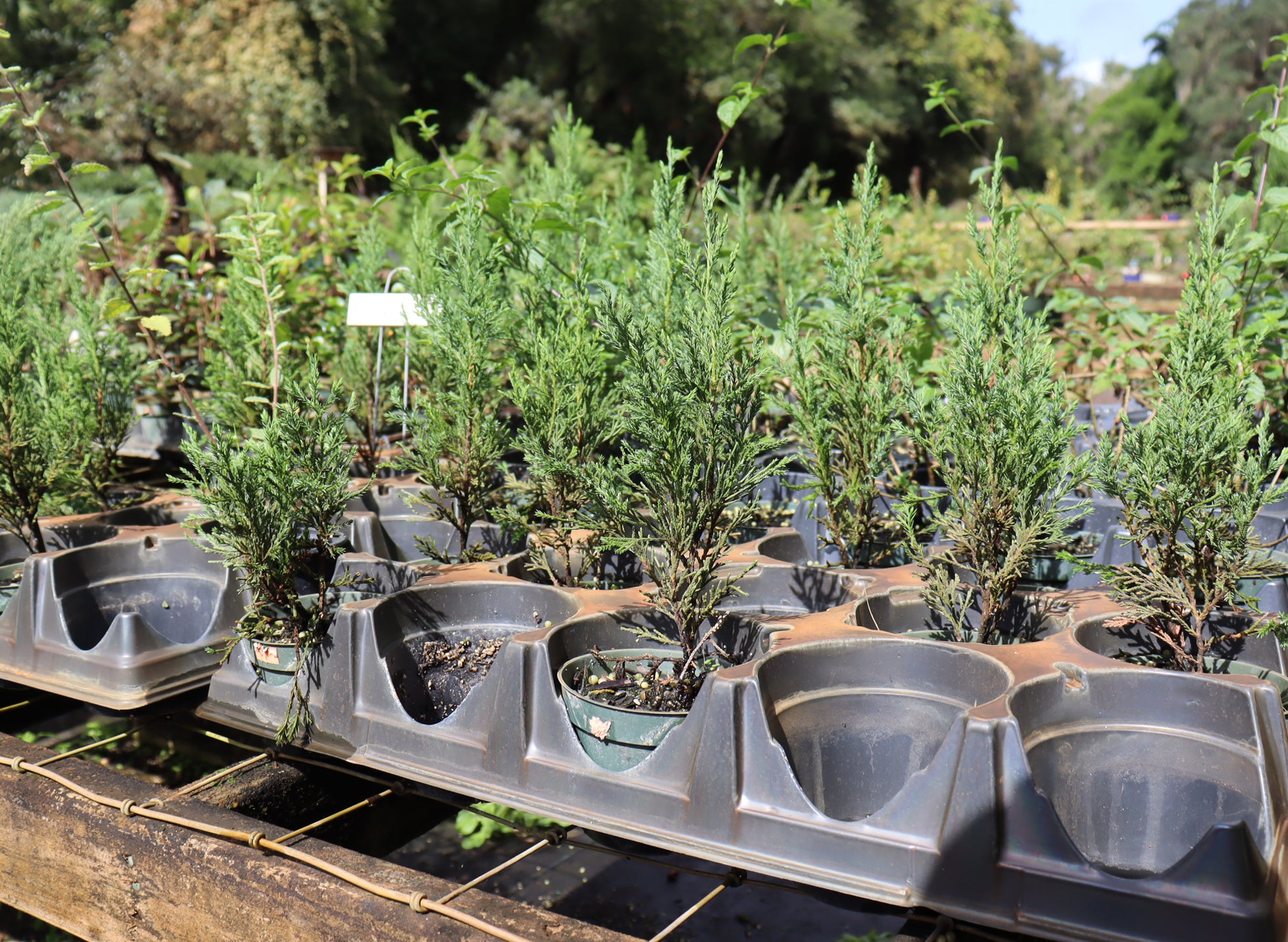 Assorted Spartan Juniper in 4" Plastic Pots - Schley's Bonsai
