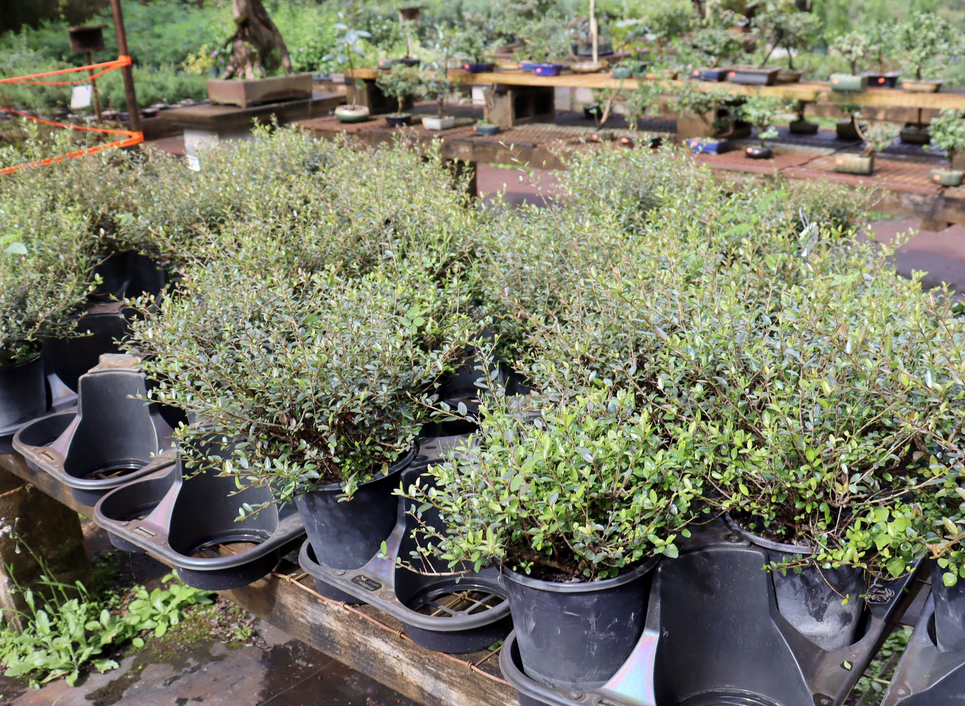 Assorted Ilex Vomitoria Schillings in One Gallon Plastic Pots - Schley's Bonsai