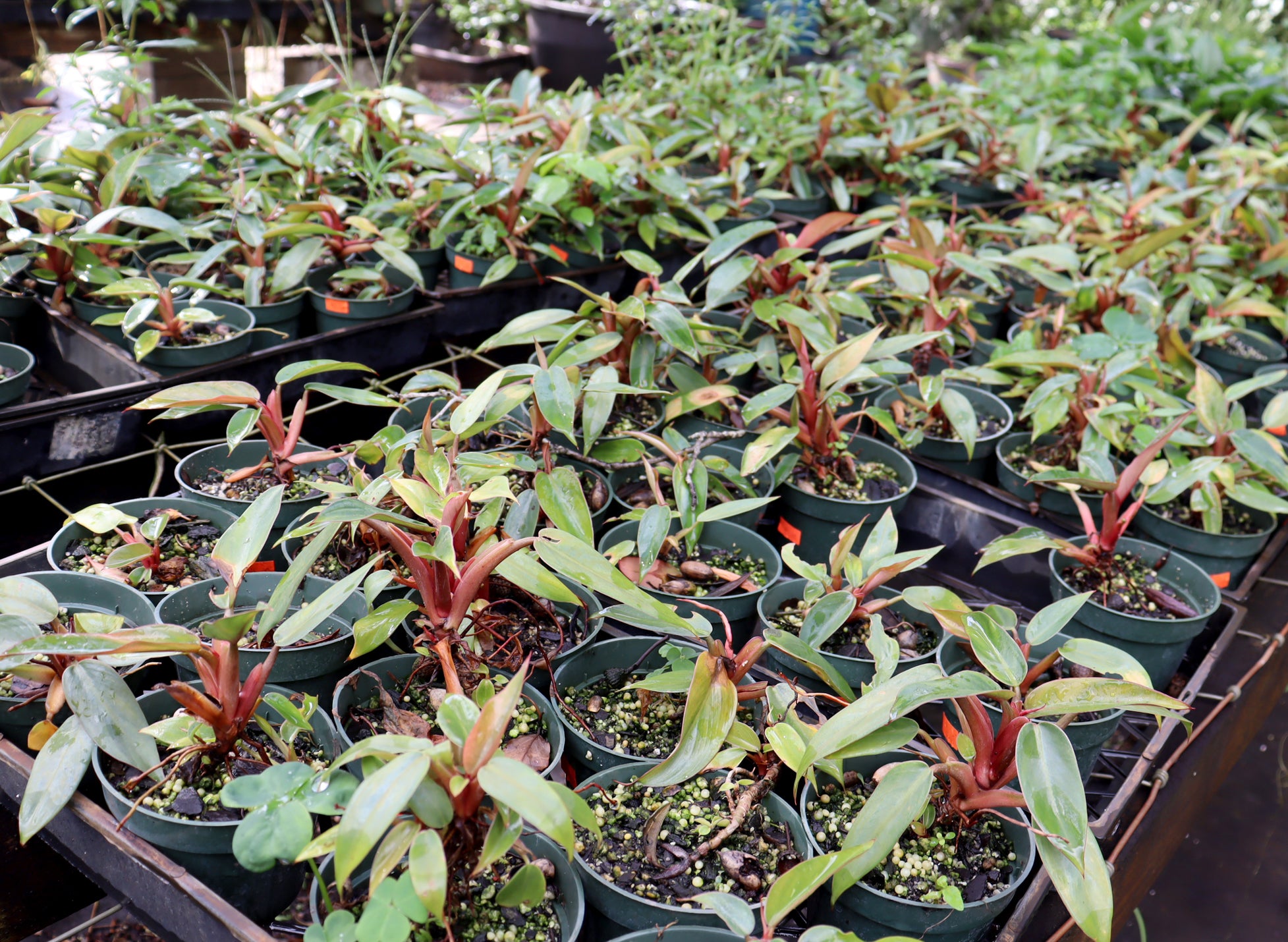 Assorted Pincushion Philodendrons in 4" Plastic Pots - Schley's Bonsai