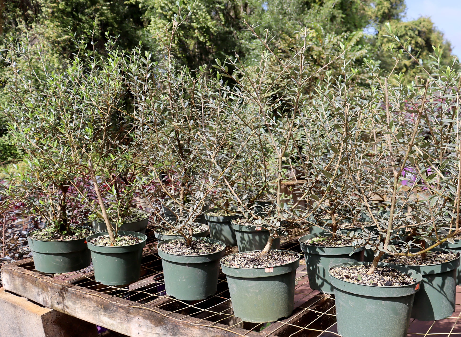 Assorted European Olive in 8" Plastic Pots - Schley's Bonsai