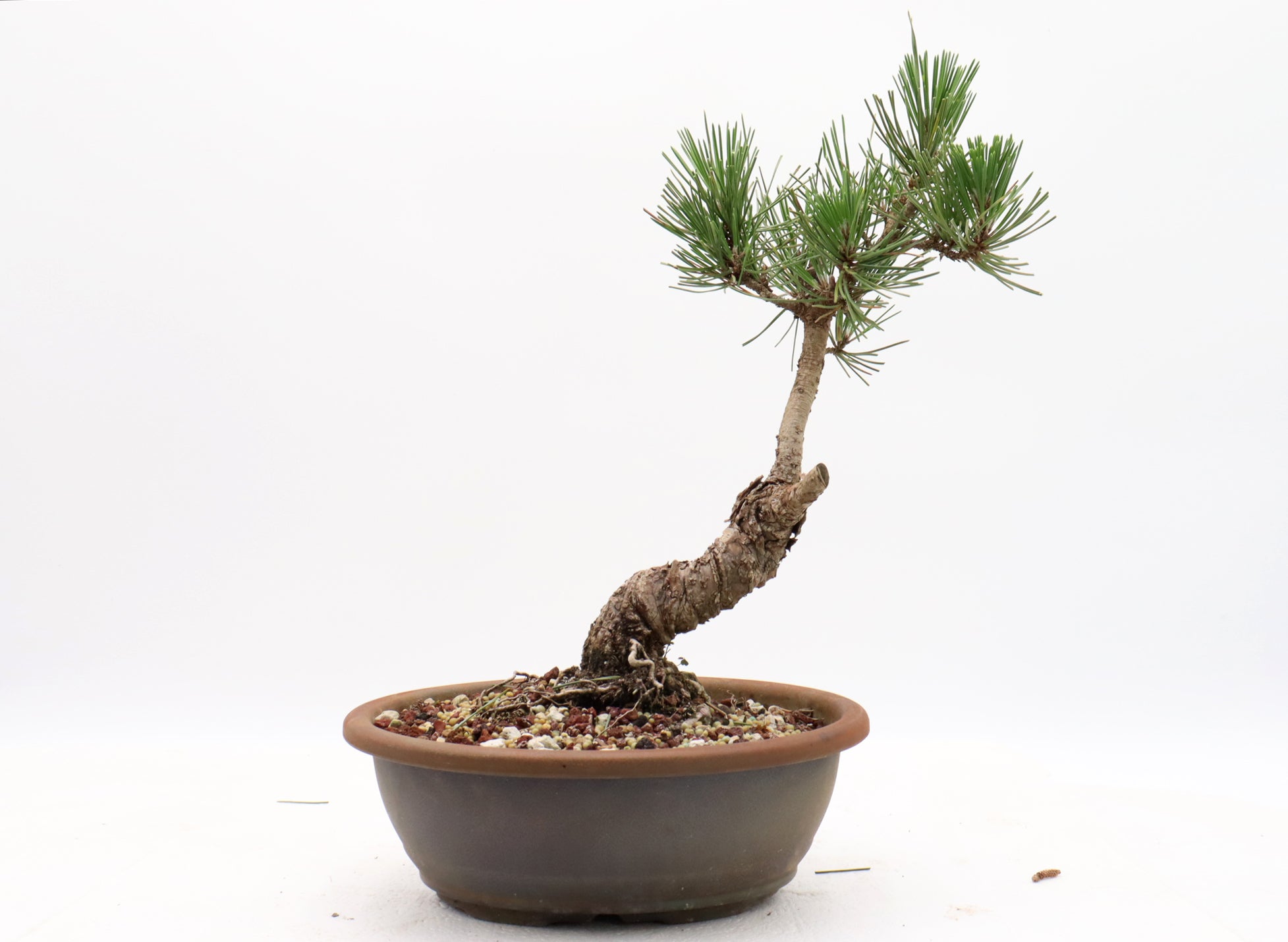 Japanese Black Pine Pre-Bonsai in a 10 Inch Plastic Trainer
