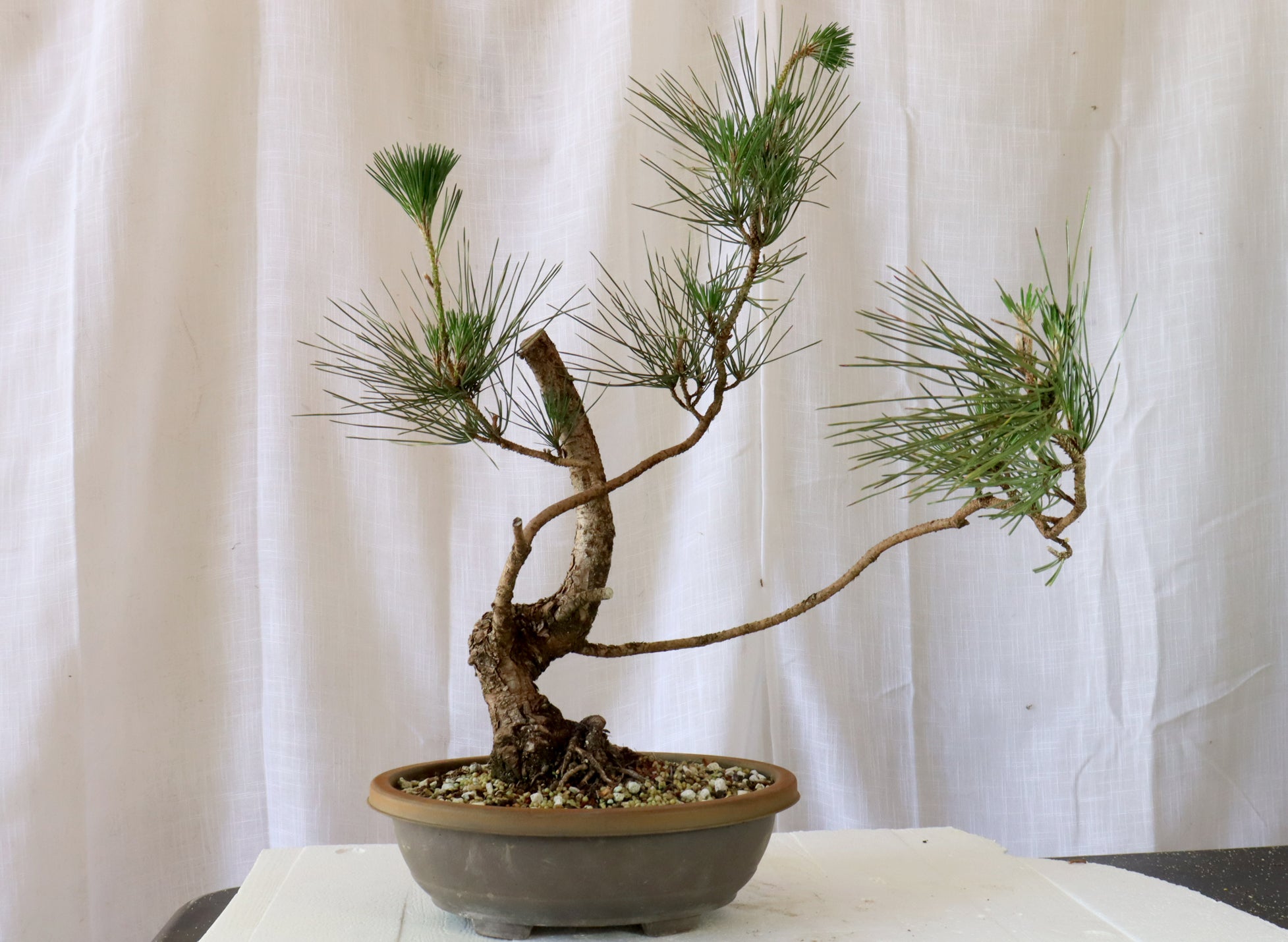Japanese Black Pine Pre-Bonsai in a 12 Inch Plastic Trainer