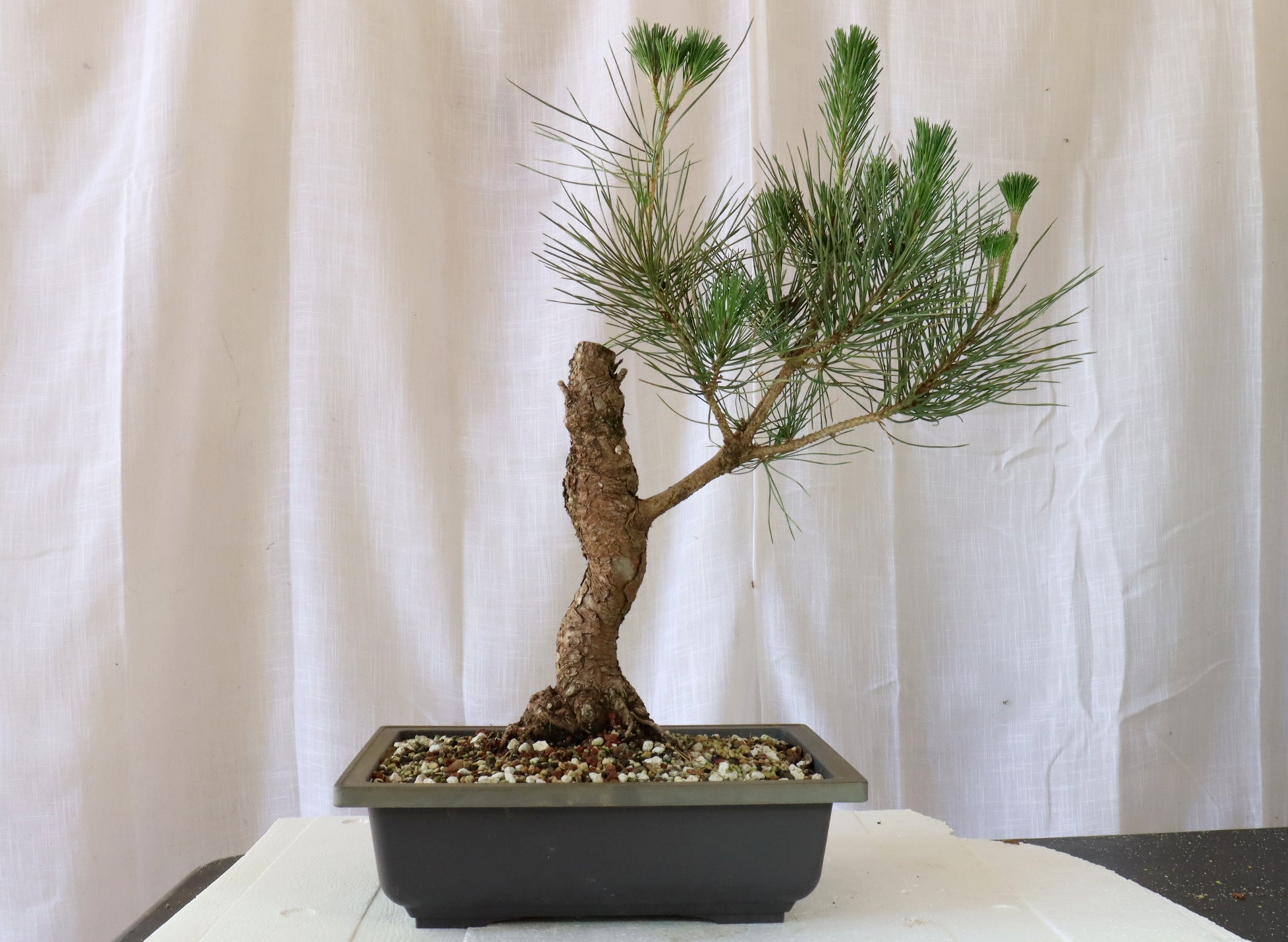 Japanese Black Pine Pre-Bonsai in a 14 Inch Plastic Trainer | Schley's ...