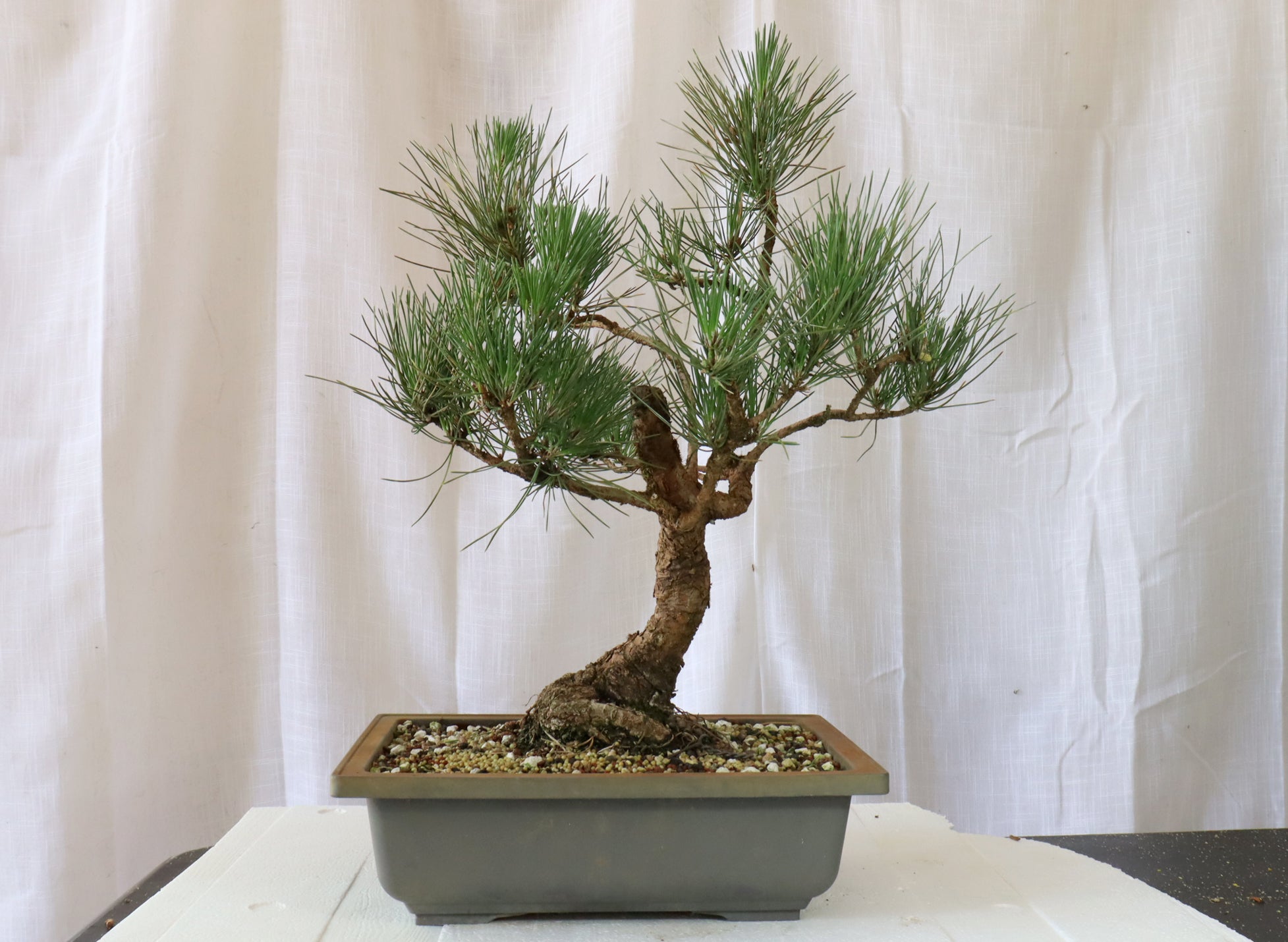 Japanese Black Pine Pre-Bonsai in a 14 Inch Plastic Trainer | Schley's ...