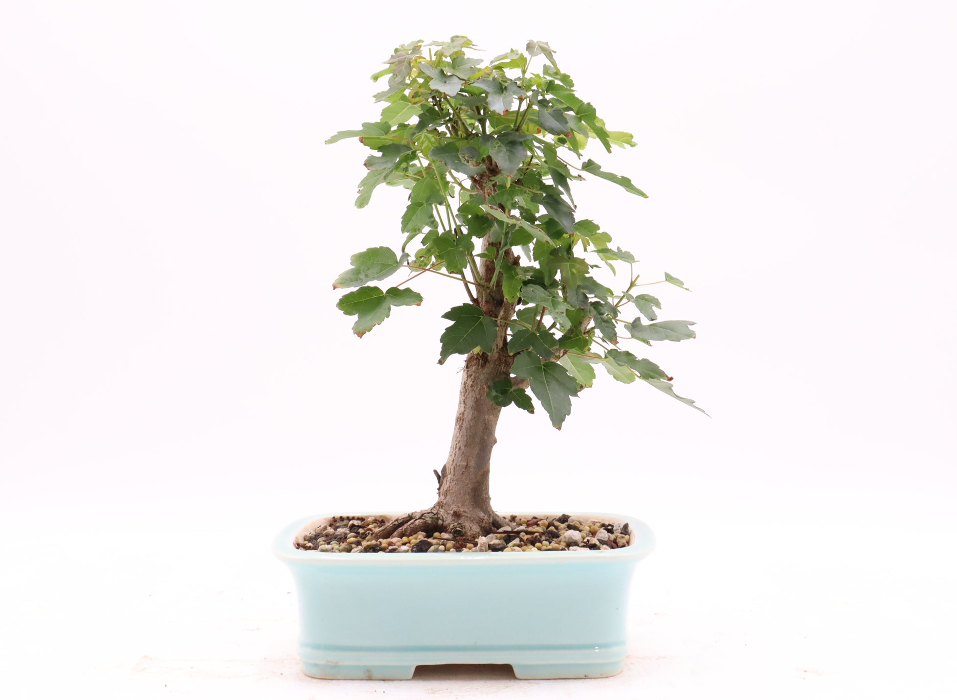 Trident Maple in a Quality Yixing Container