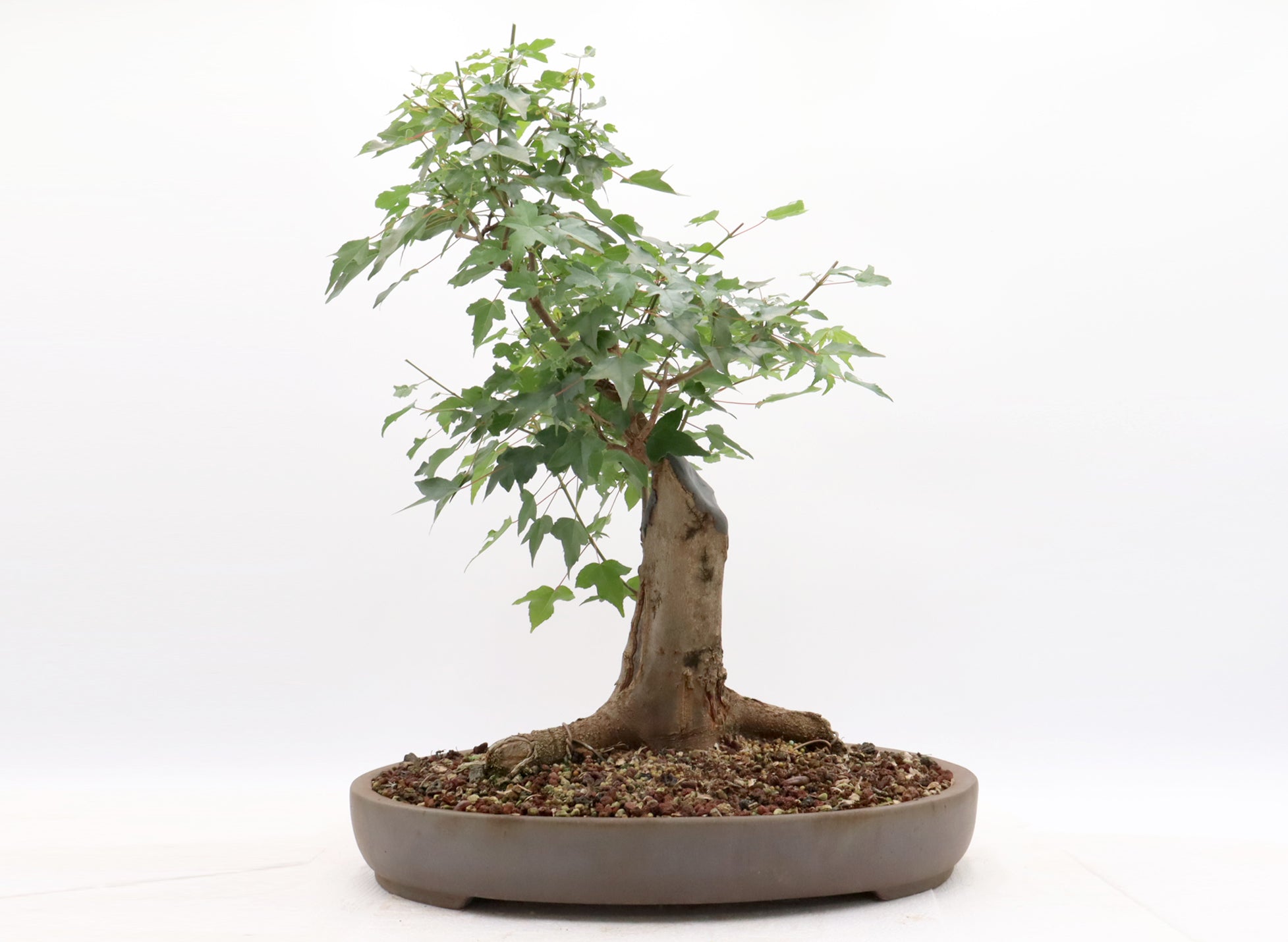 Trident Maple in an Unglazed Container