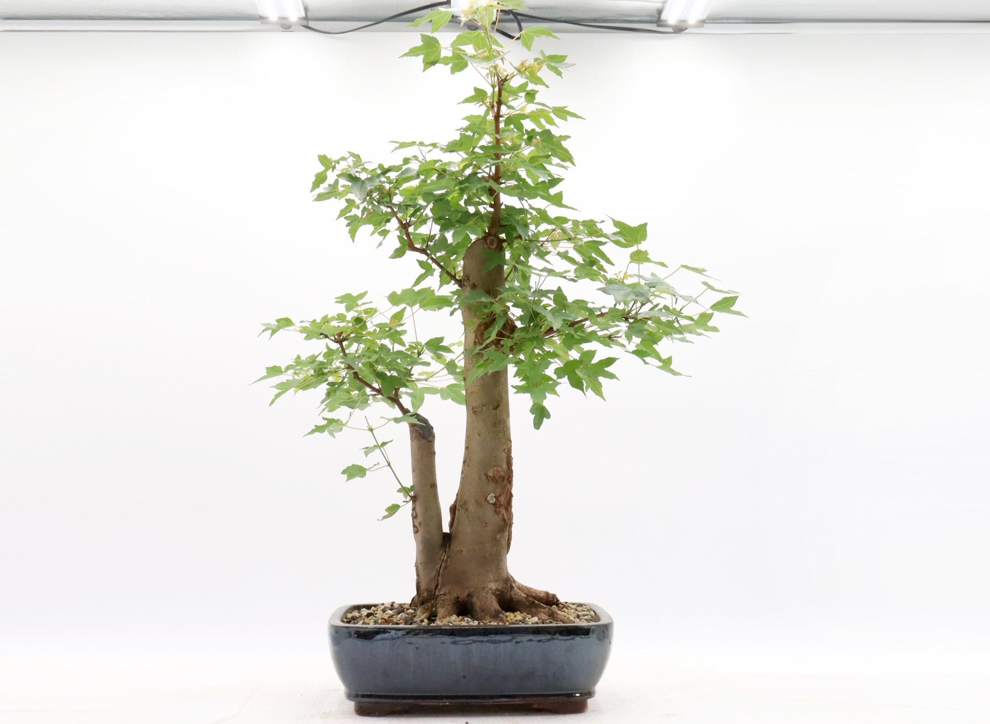 Twin Trunk Trident Maple