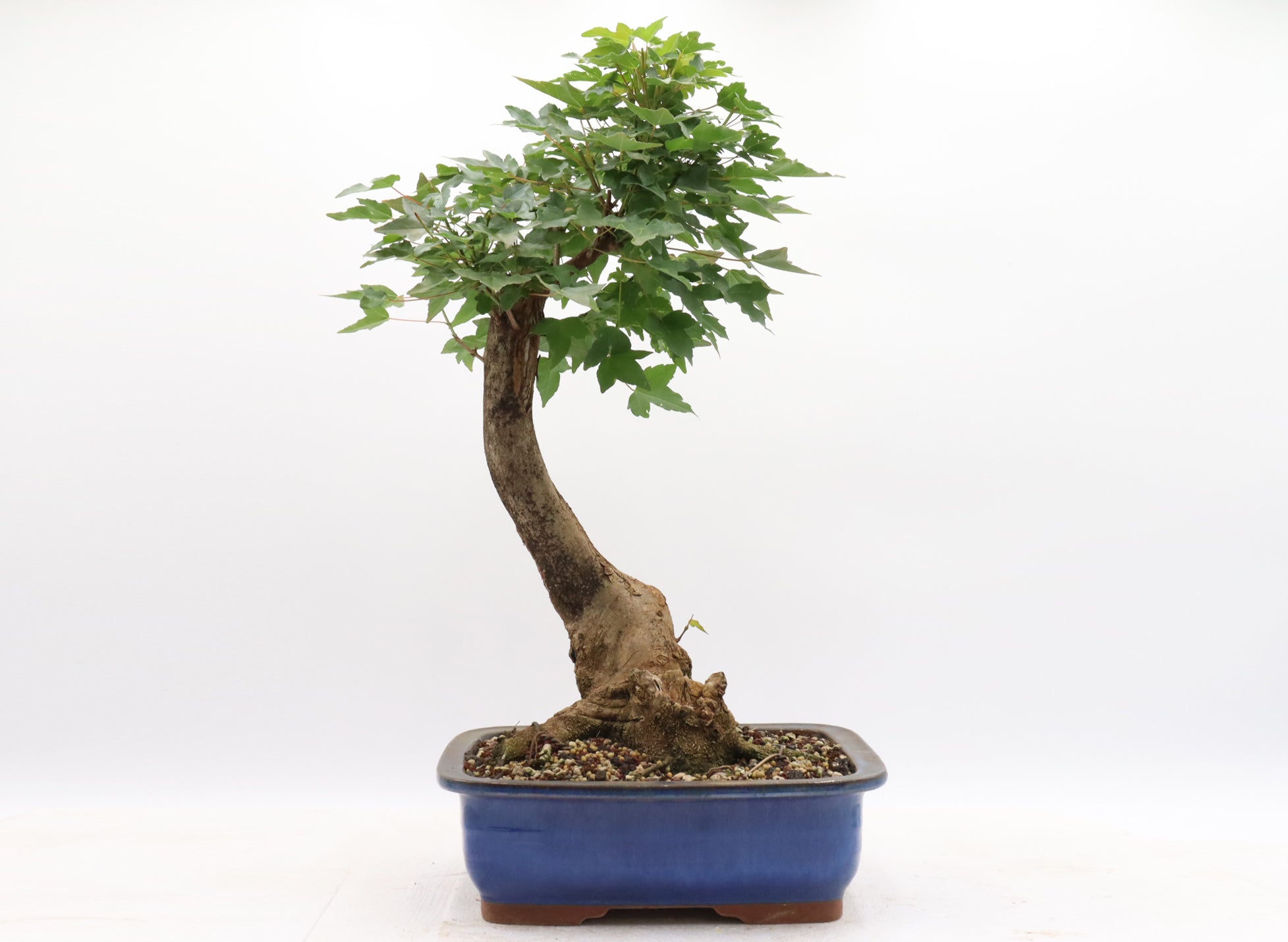 Trident Maple in a Blue Glazed Container