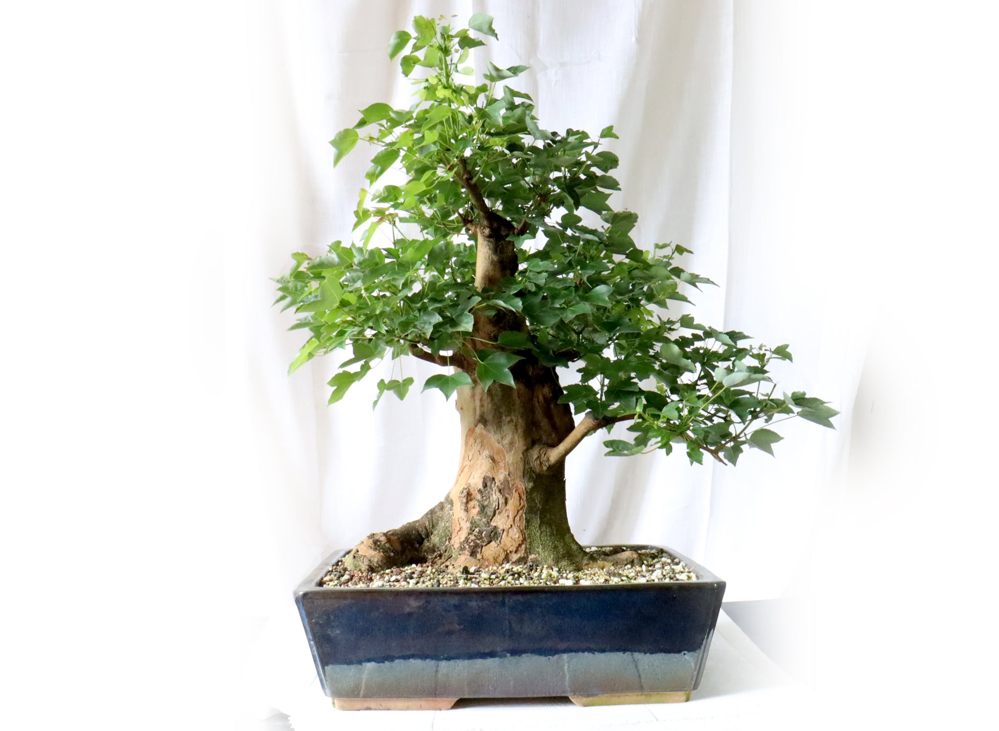 Trident Maple Specimen in a Glazed Blue Container