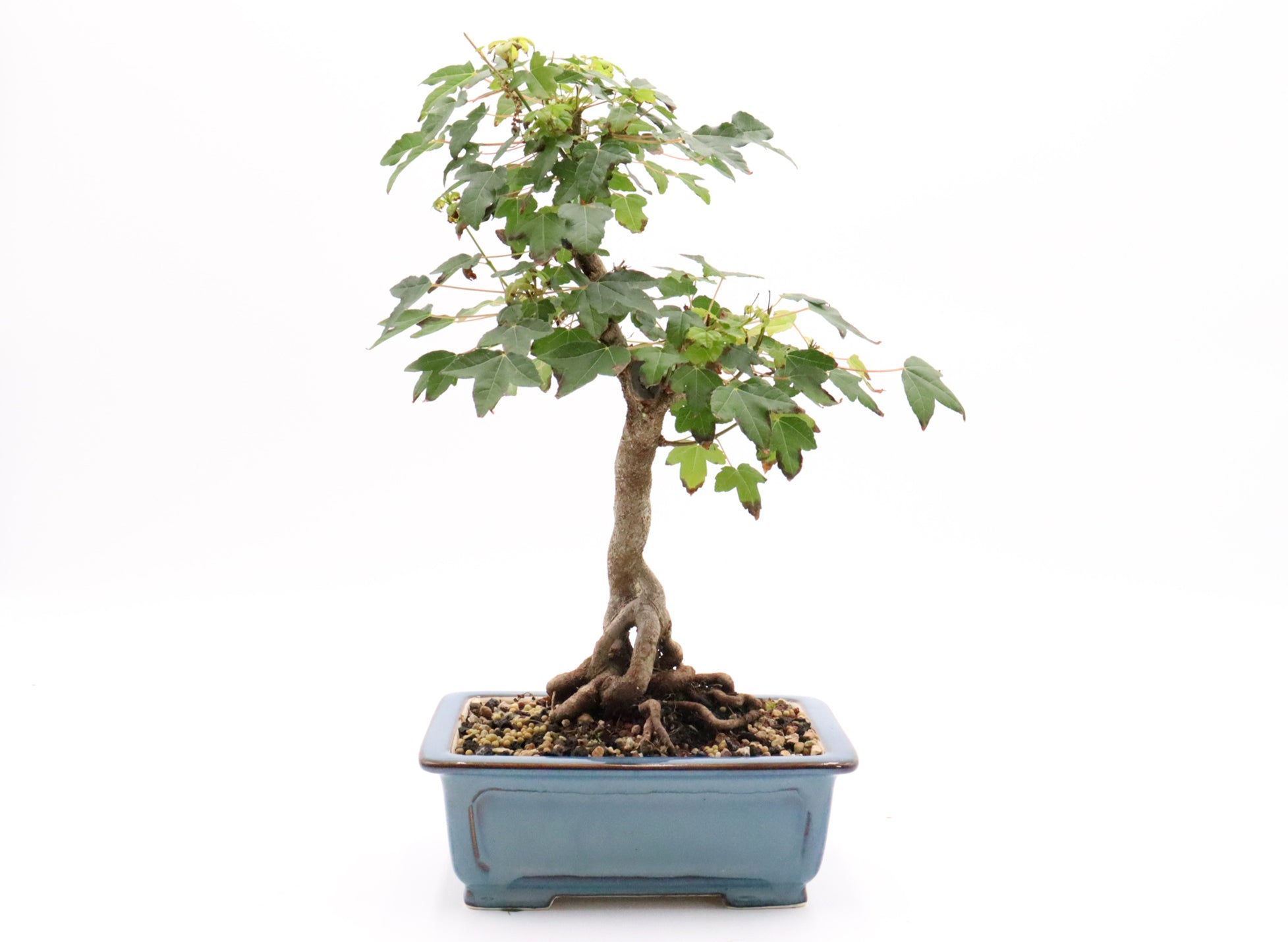 Trident Maple Bonsai in a Glazed Container