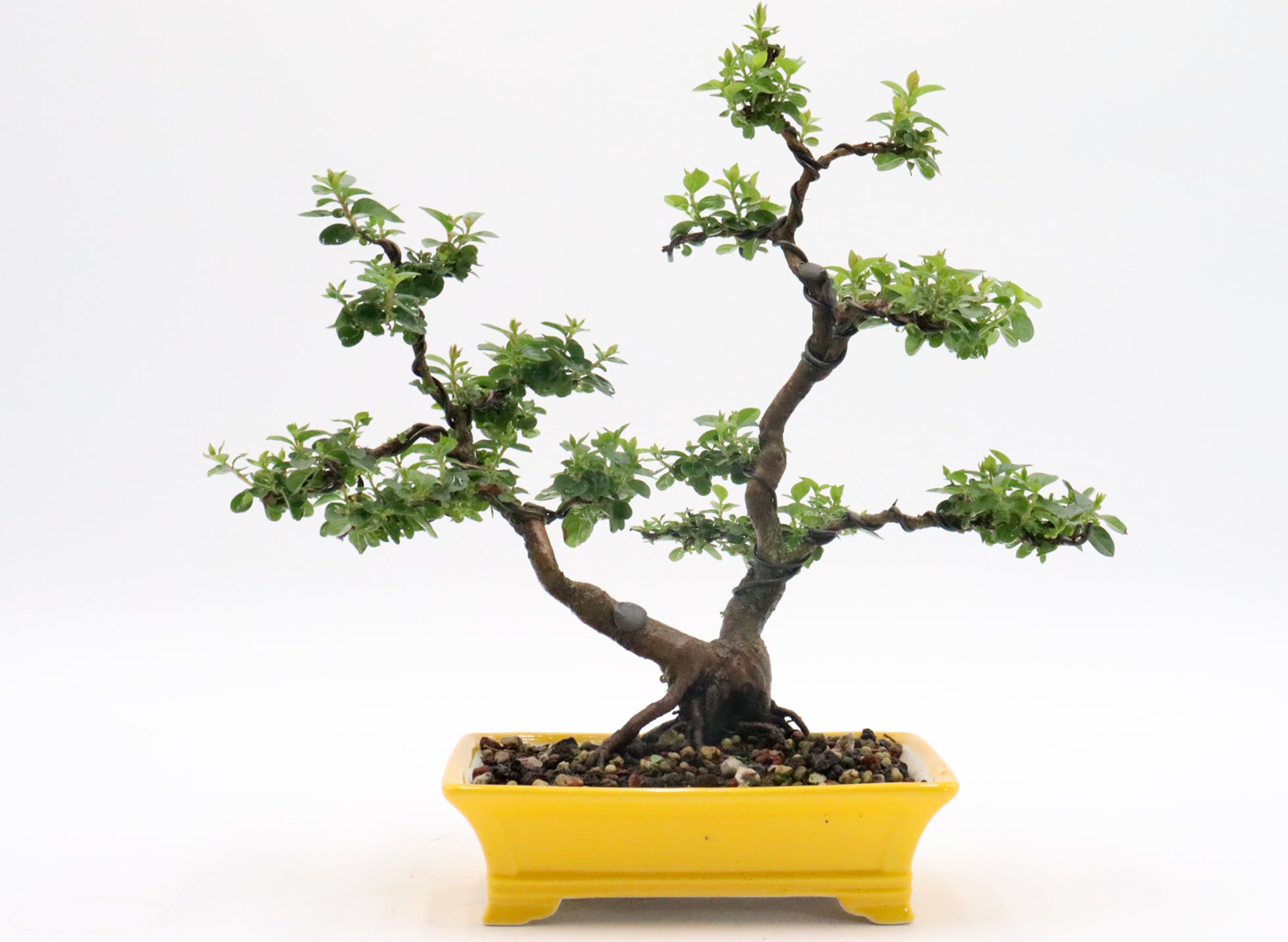 Twin Trunk Chickasaw Crepe Myrtle in a Yellow Pot