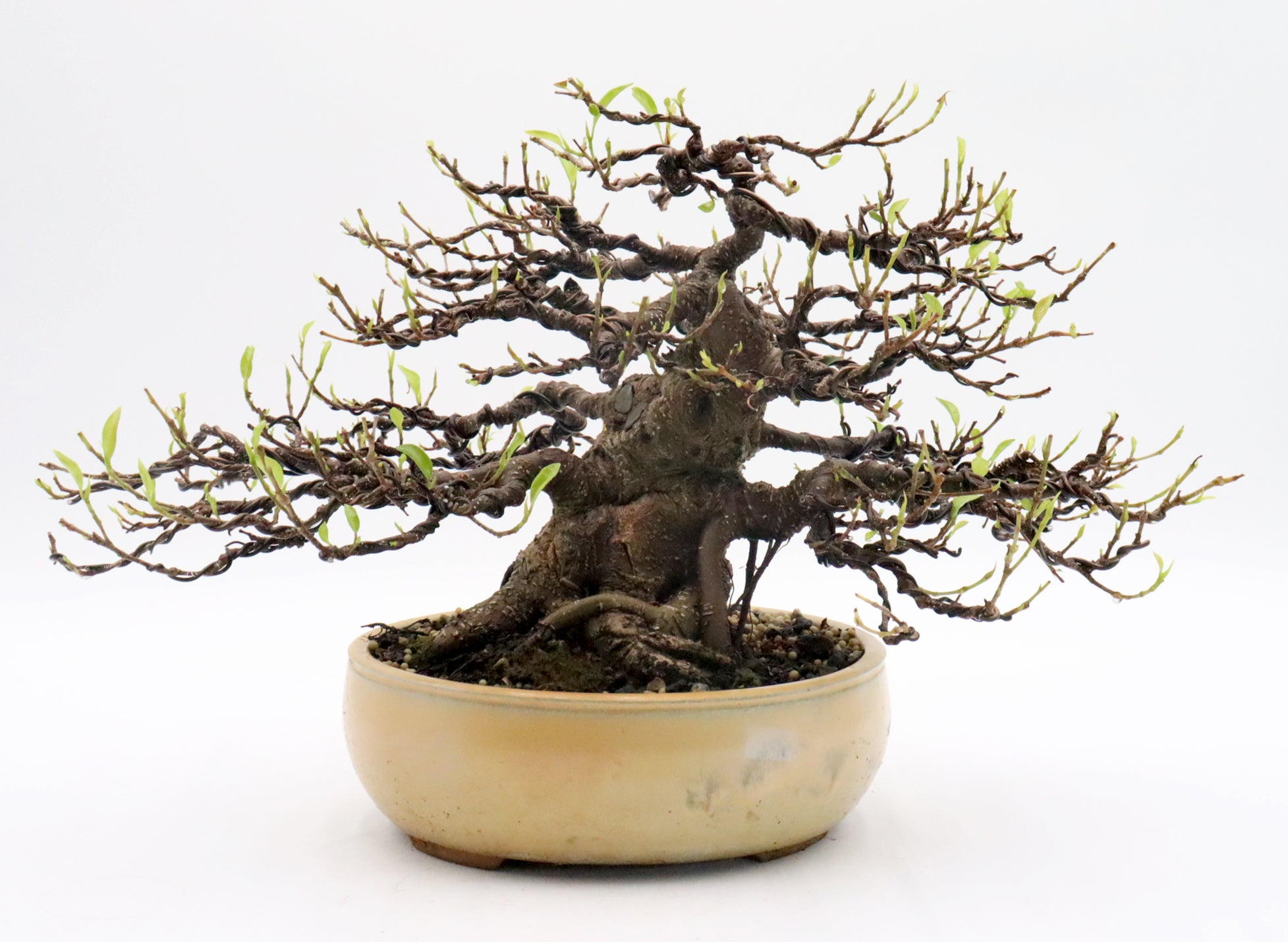 Ficus Microcarpa Specimen Bonsai