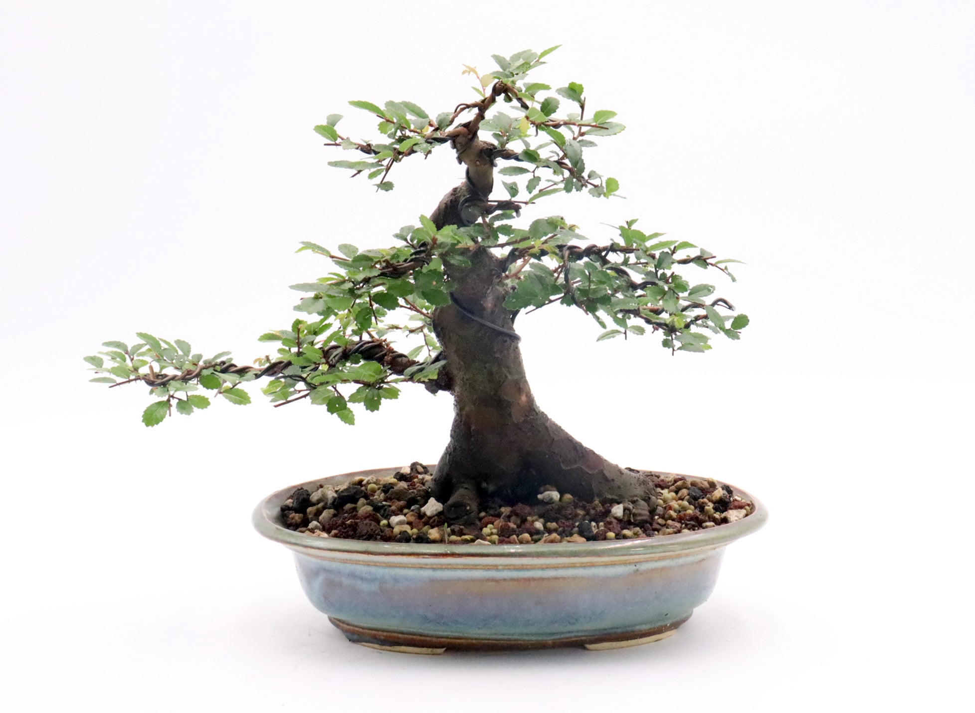 Chinese Elm in a Larry Howard Pot
