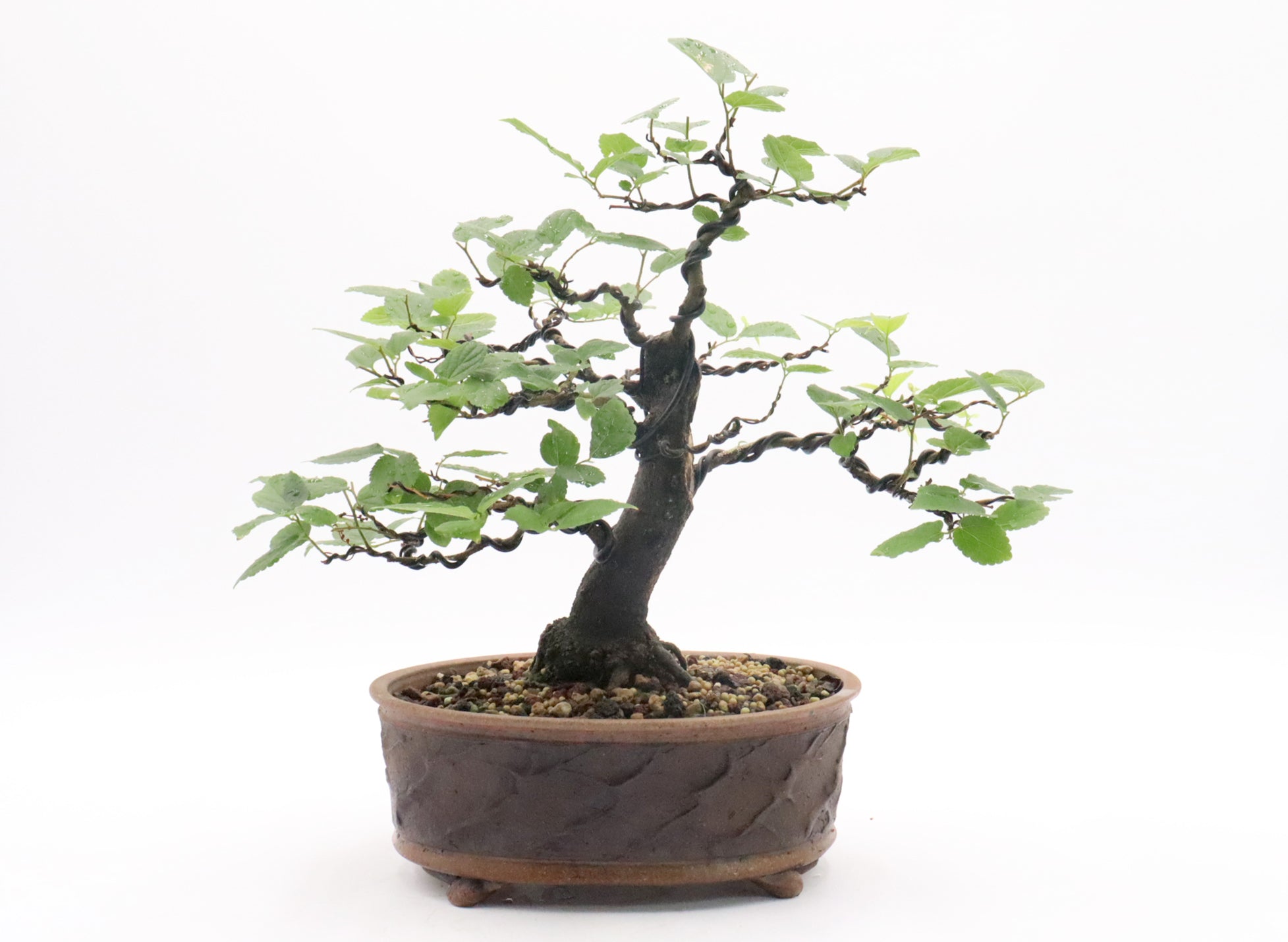 Chinese Hackberry Specimen in a Sara Rayner Pot