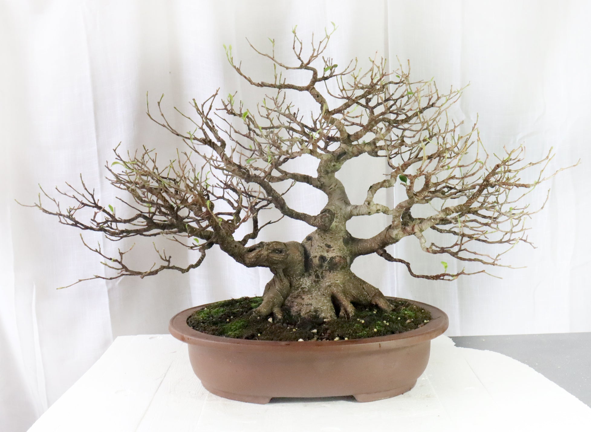 Ficus micropcarpa Specimen (As Seen on YouTube)