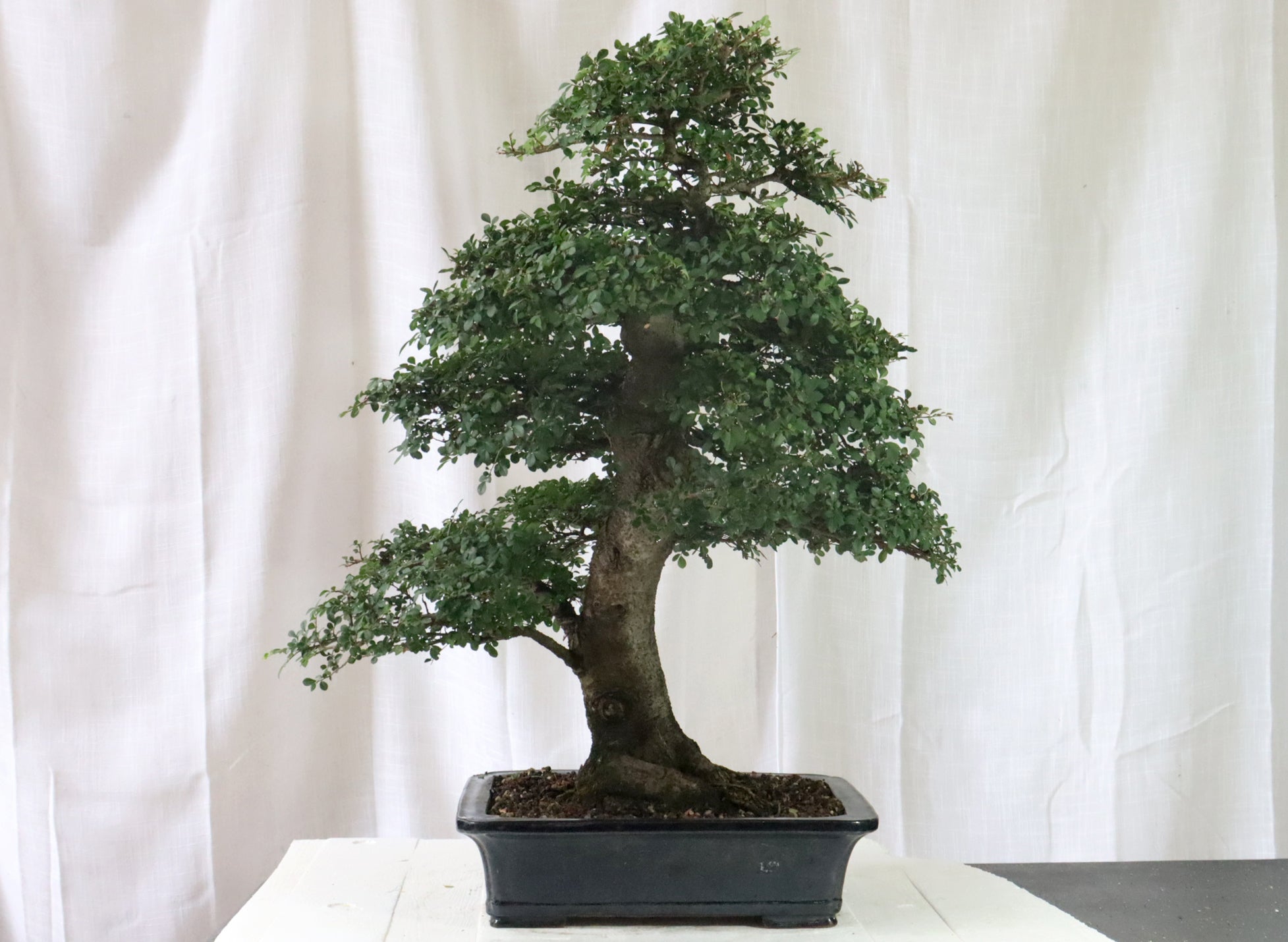 'Catlin' Chinese Elm Specimen Bonsai in a High Quality Chopped Container