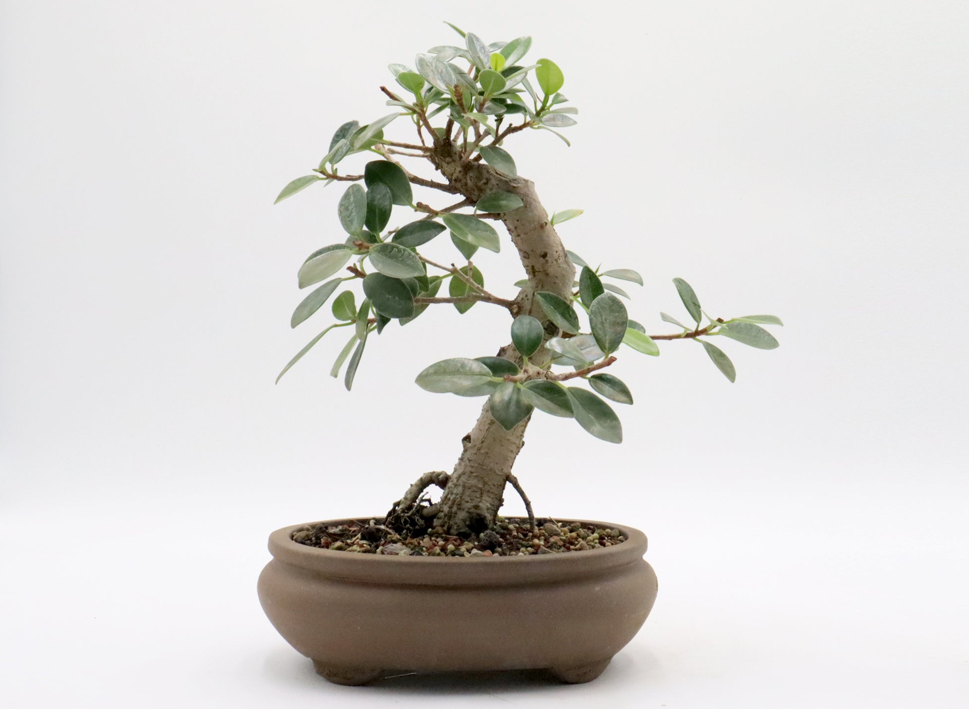 Green Island Ficus in an Unglazed Container