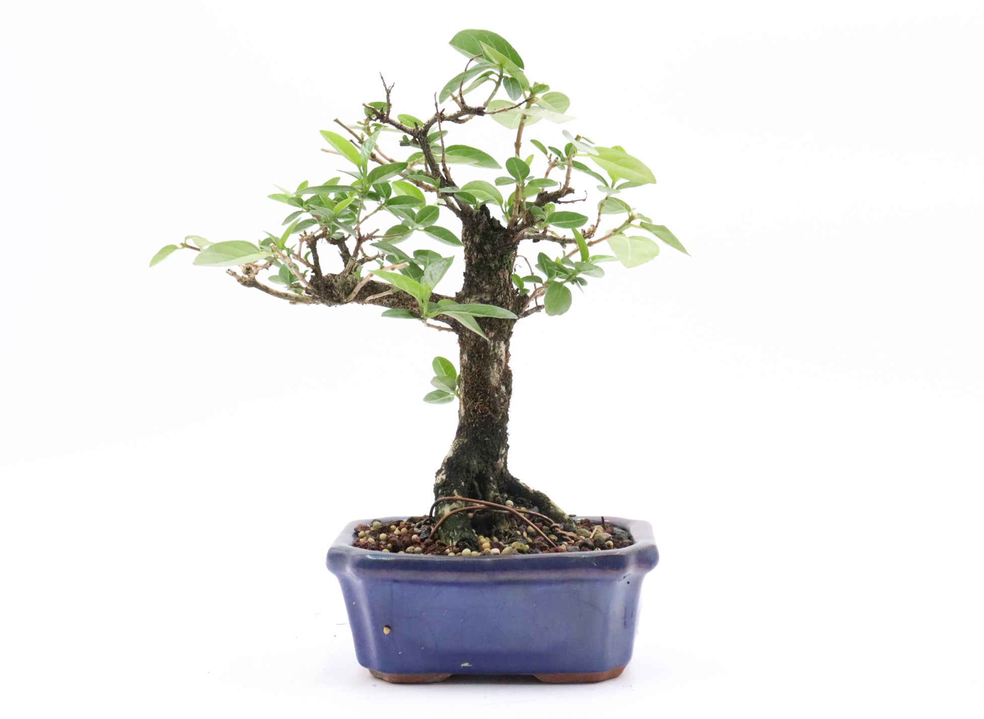 Premna Microphylla in bonsai soil