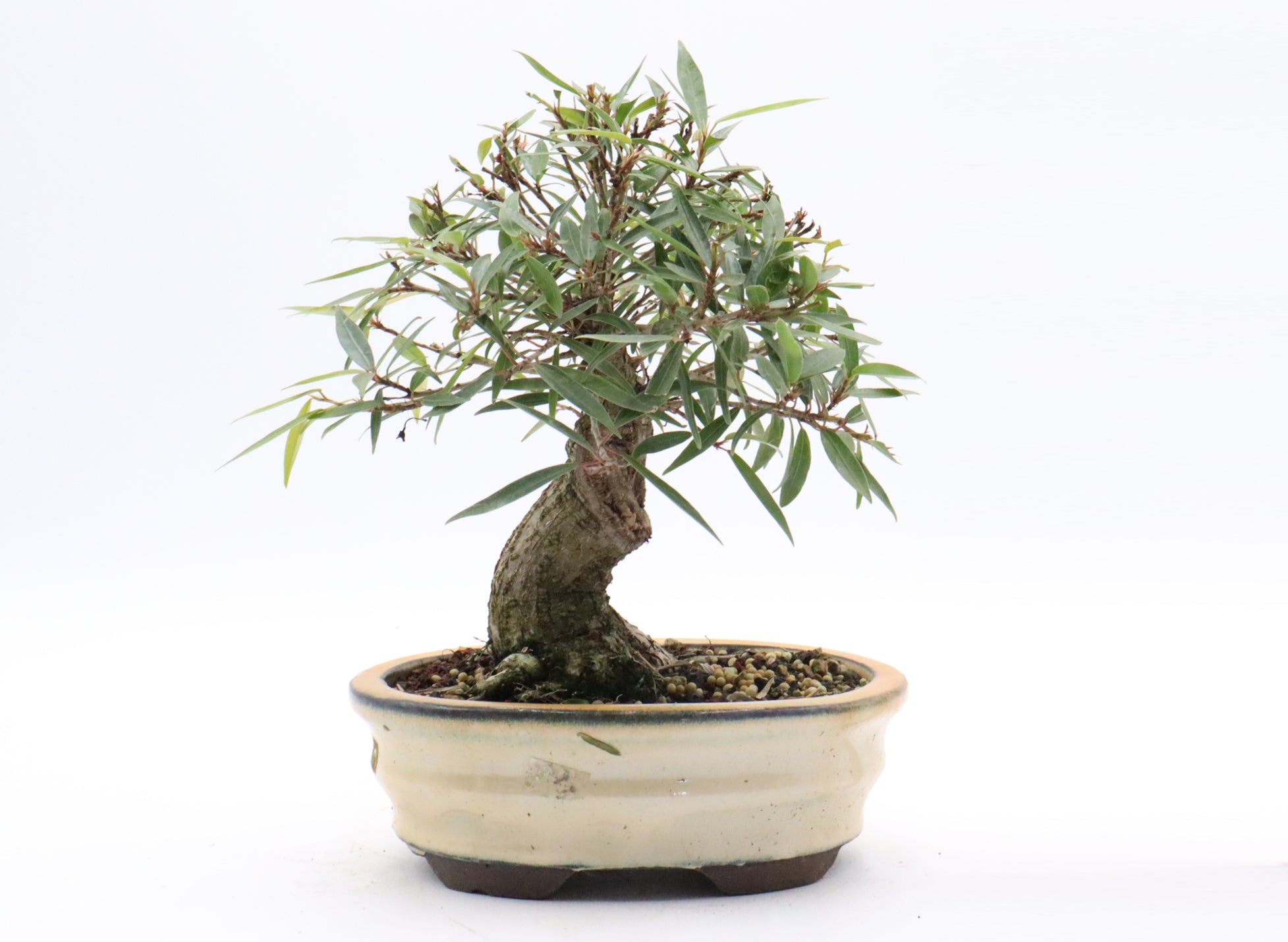 Willow Leaf Ficus in a Glazed Container