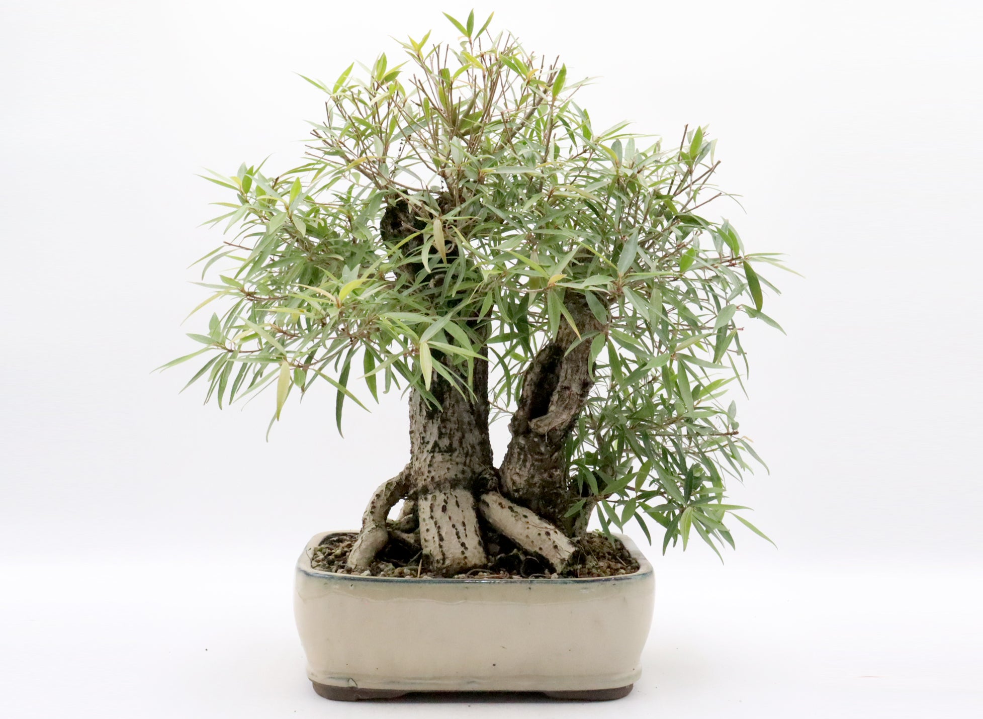 Twin Trunk Willow Leaf Ficus in a Glazed Container