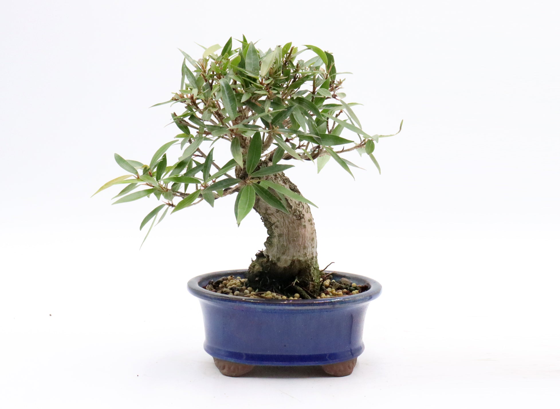 Willow Leaf Ficus in a Glazed Container