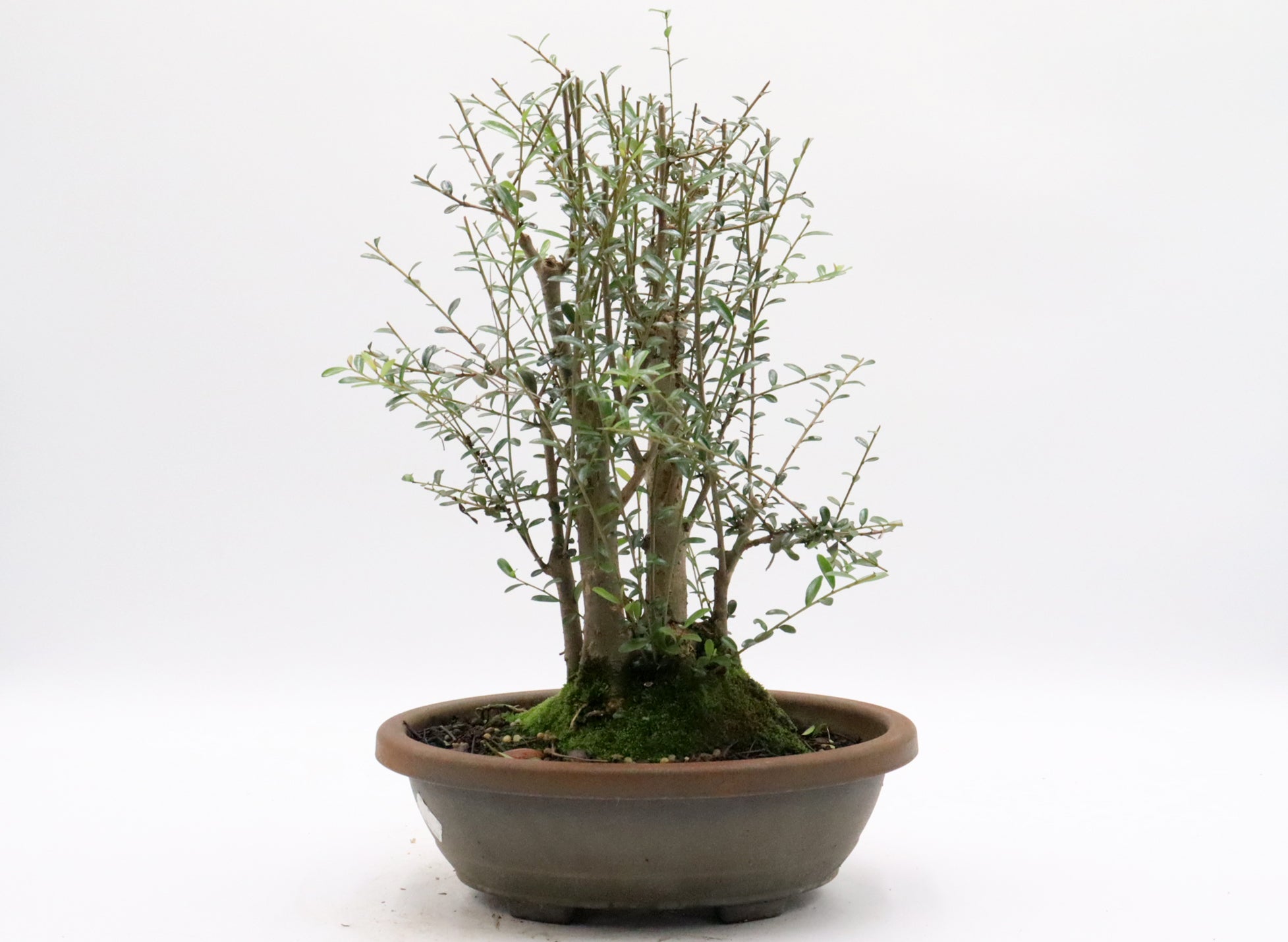 Quality Bonsai Trees - Bonsai Tree Care