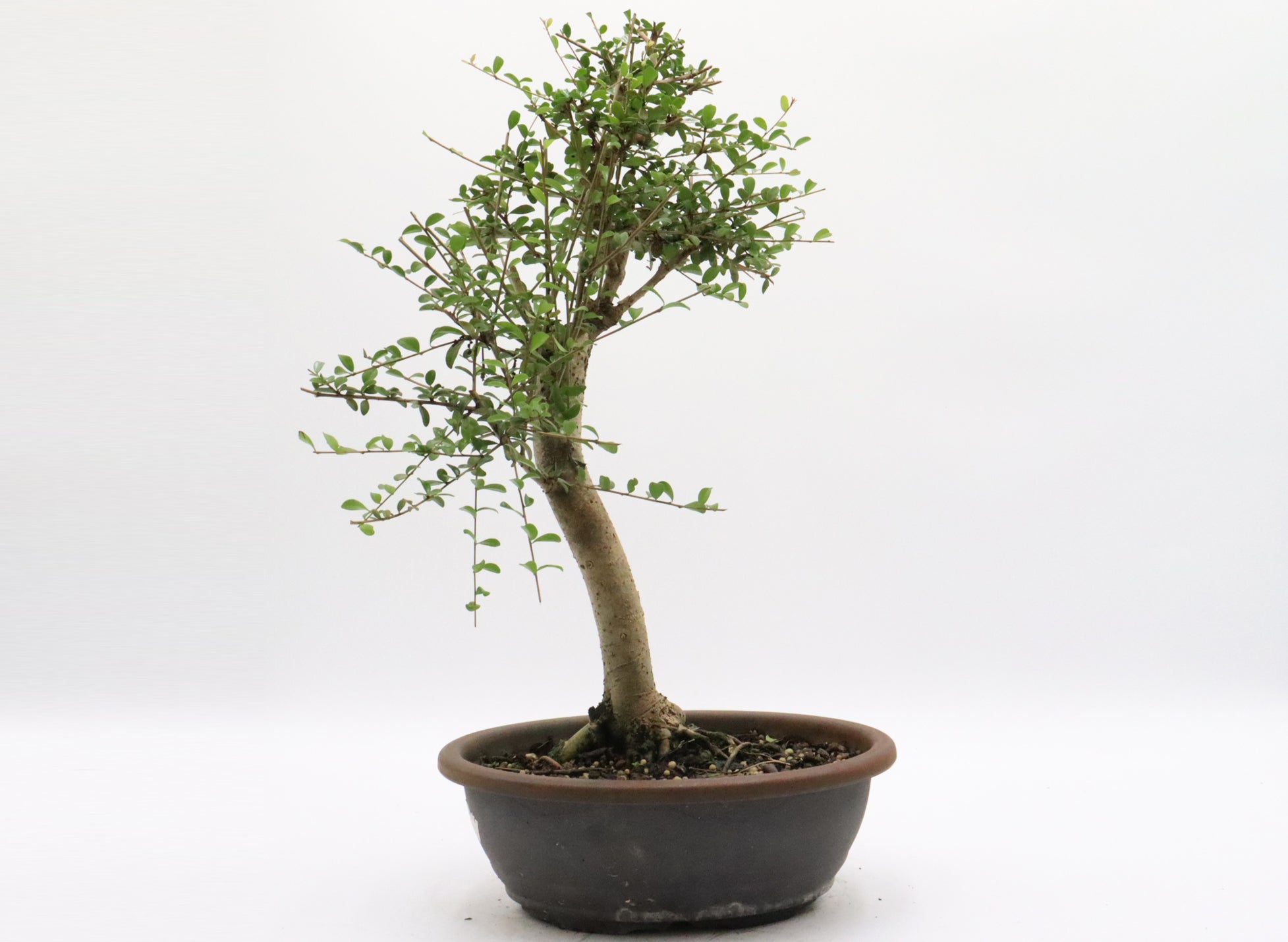 Neea Buxifolia Pre-Bonsai in a Training Container