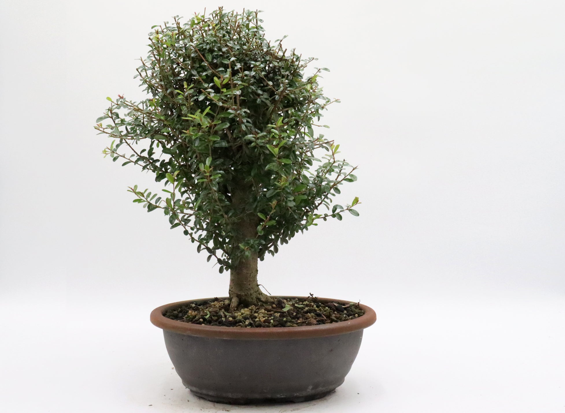 Neea Buxifolia Pre-Bonsai in a Training Container