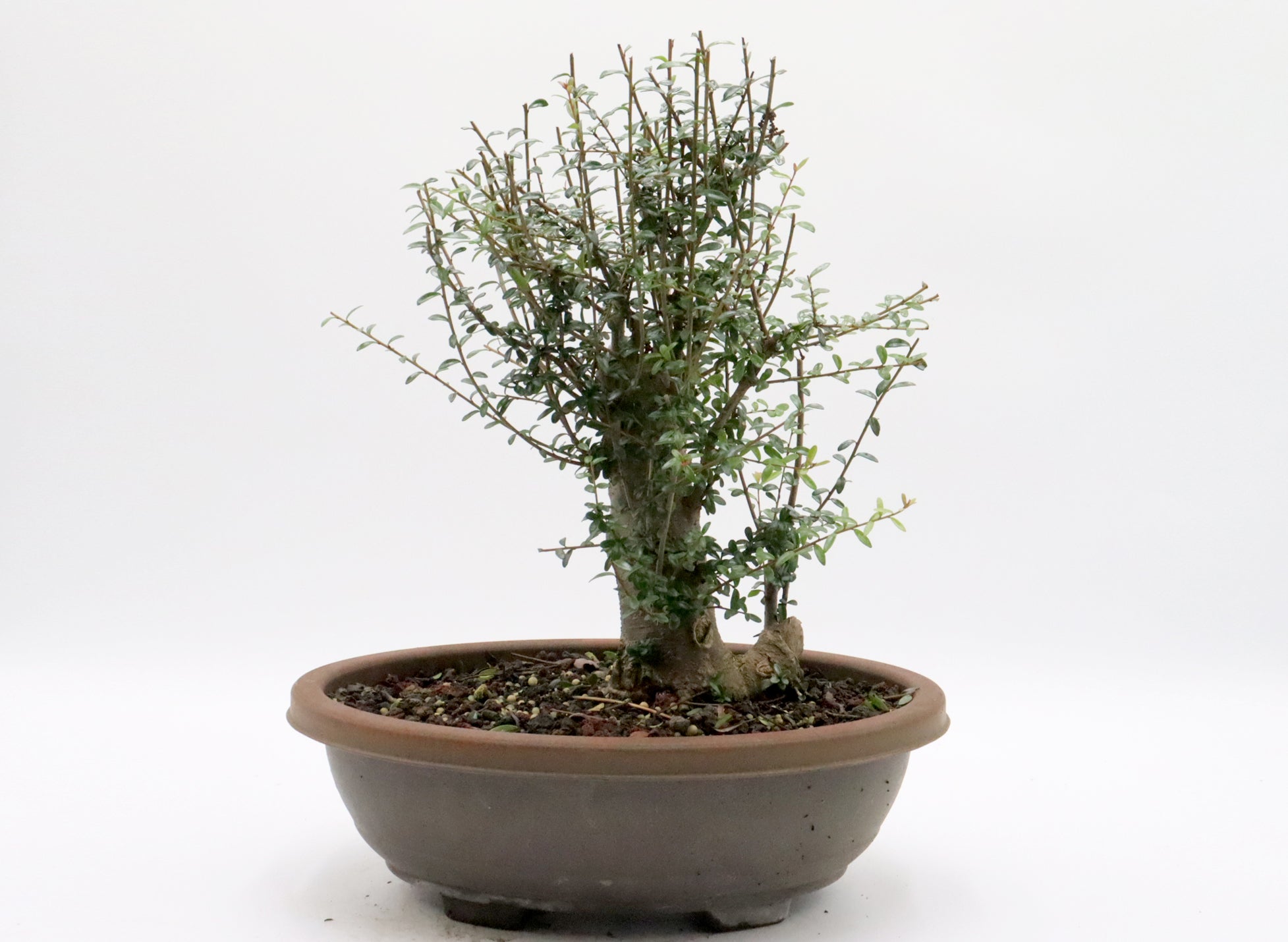 Neea Buxifolia Pre-Bonsai in a Training Container