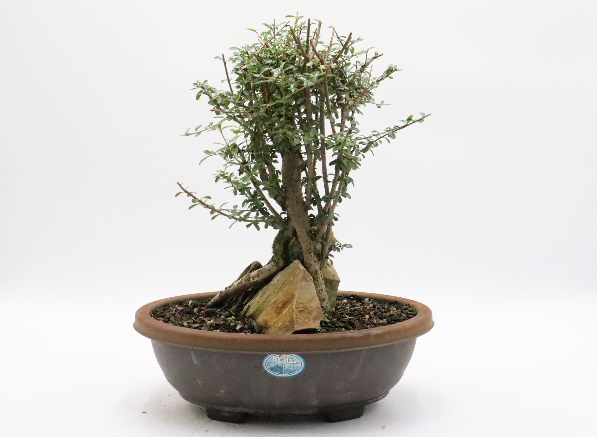 Neea Buxifolia Root Over Rock Pre-Bonsai in a Training Container