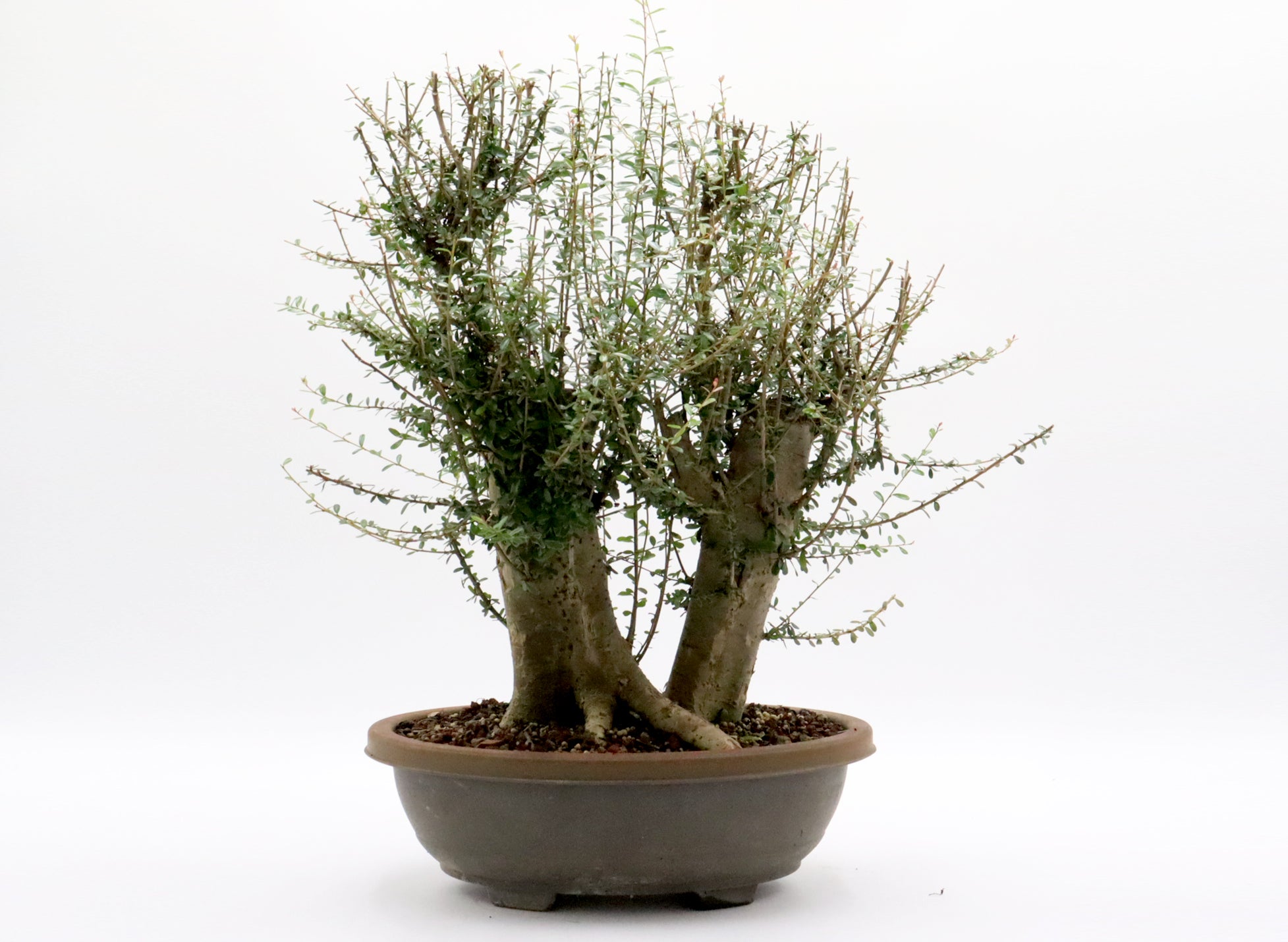 Neea Buxifolia Pre-Bonsai in a Training Container