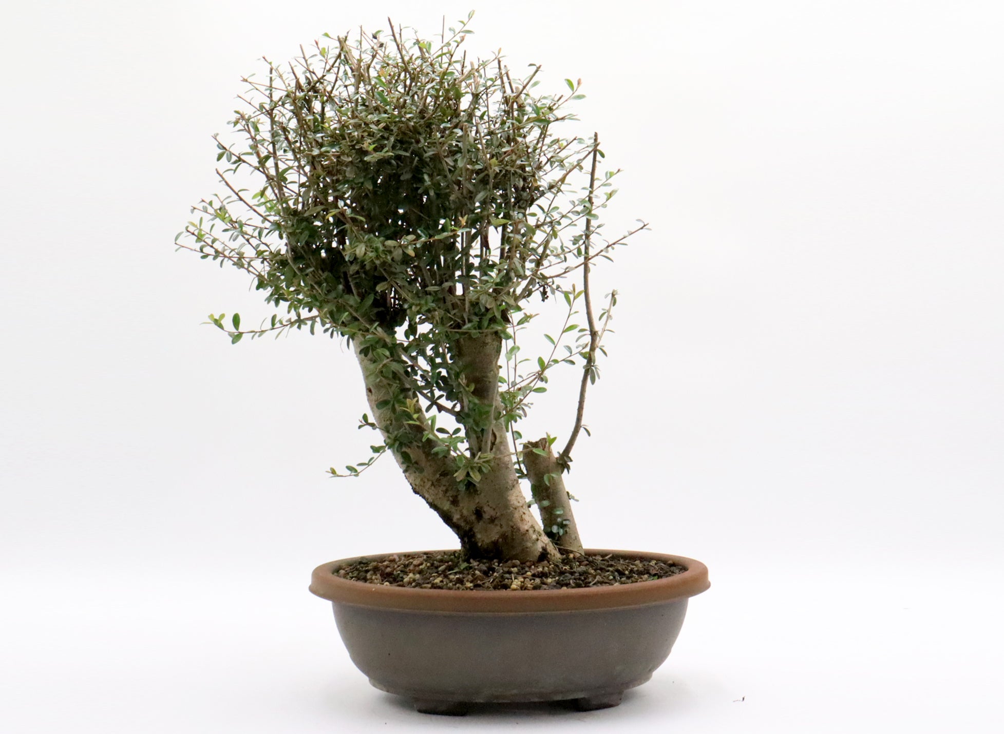 Neea Buxifolia Pre-Bonsai in a Training Container