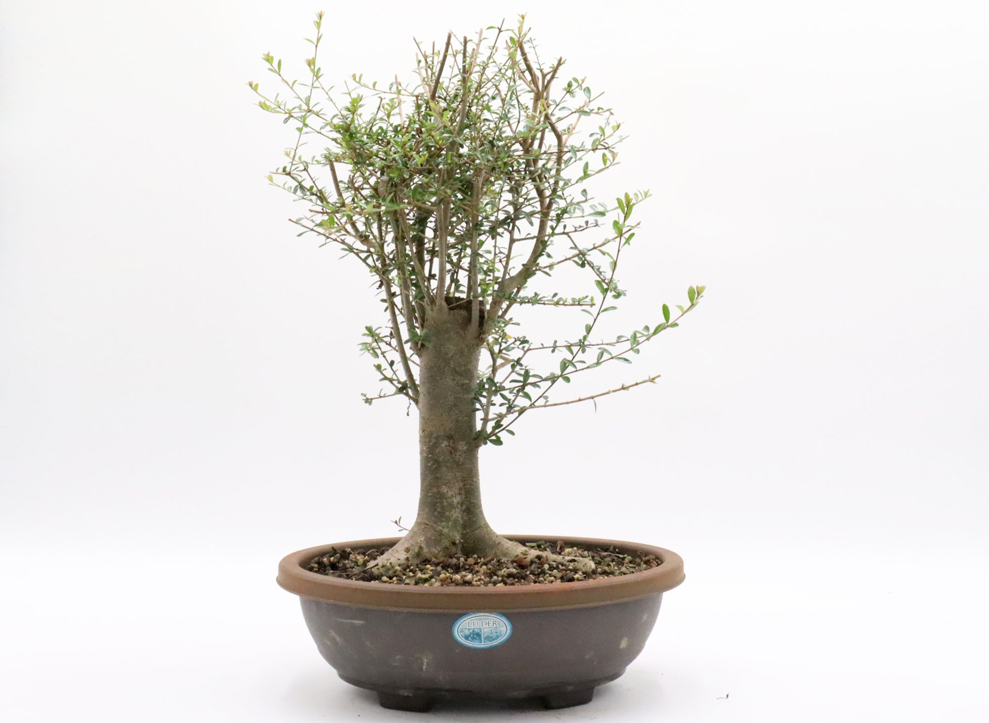 Neea Buxifolia Pre-Bonsai in a Training Container