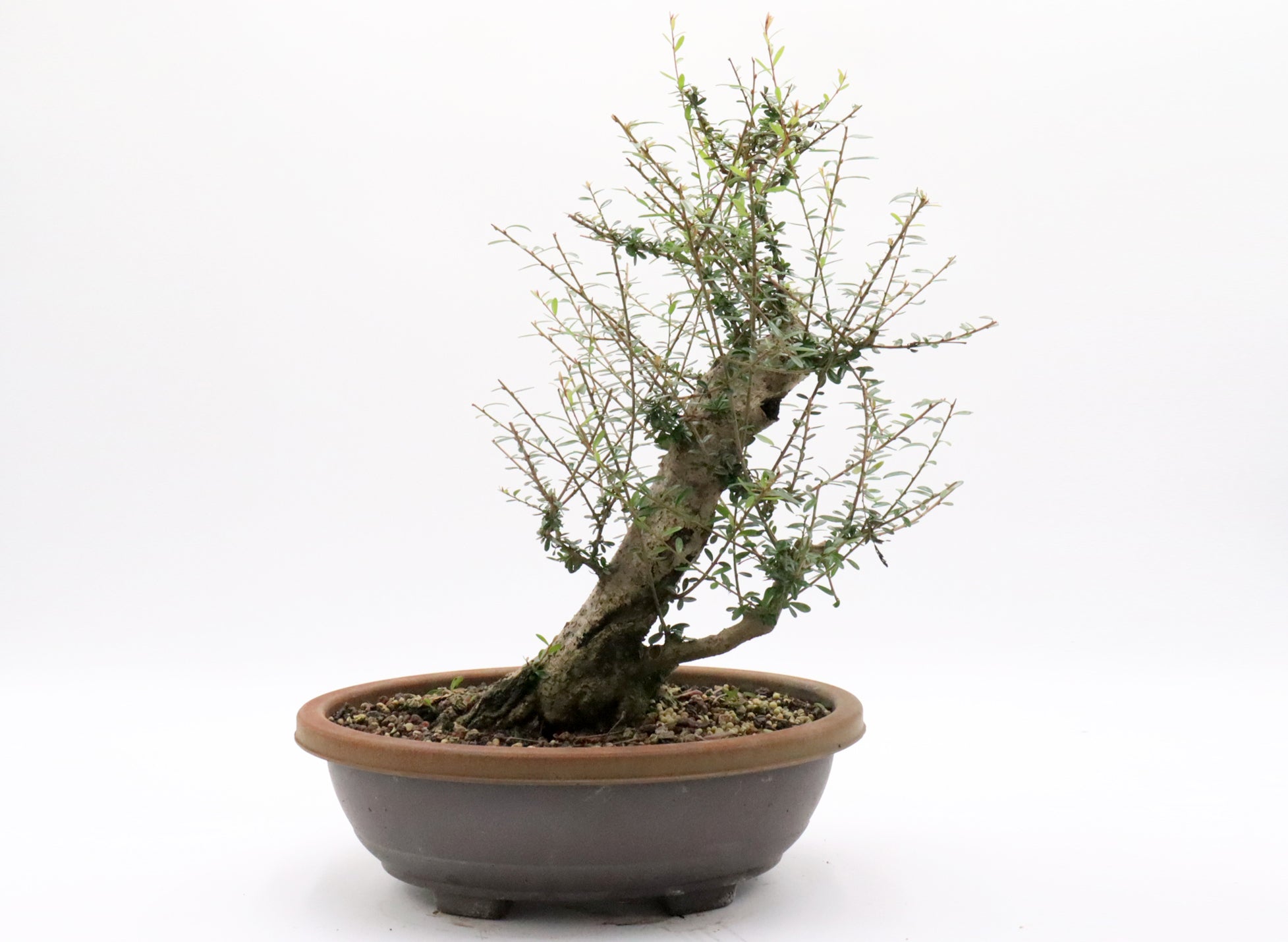 Neea Buxifolia Pre-Bonsai in a Training Container