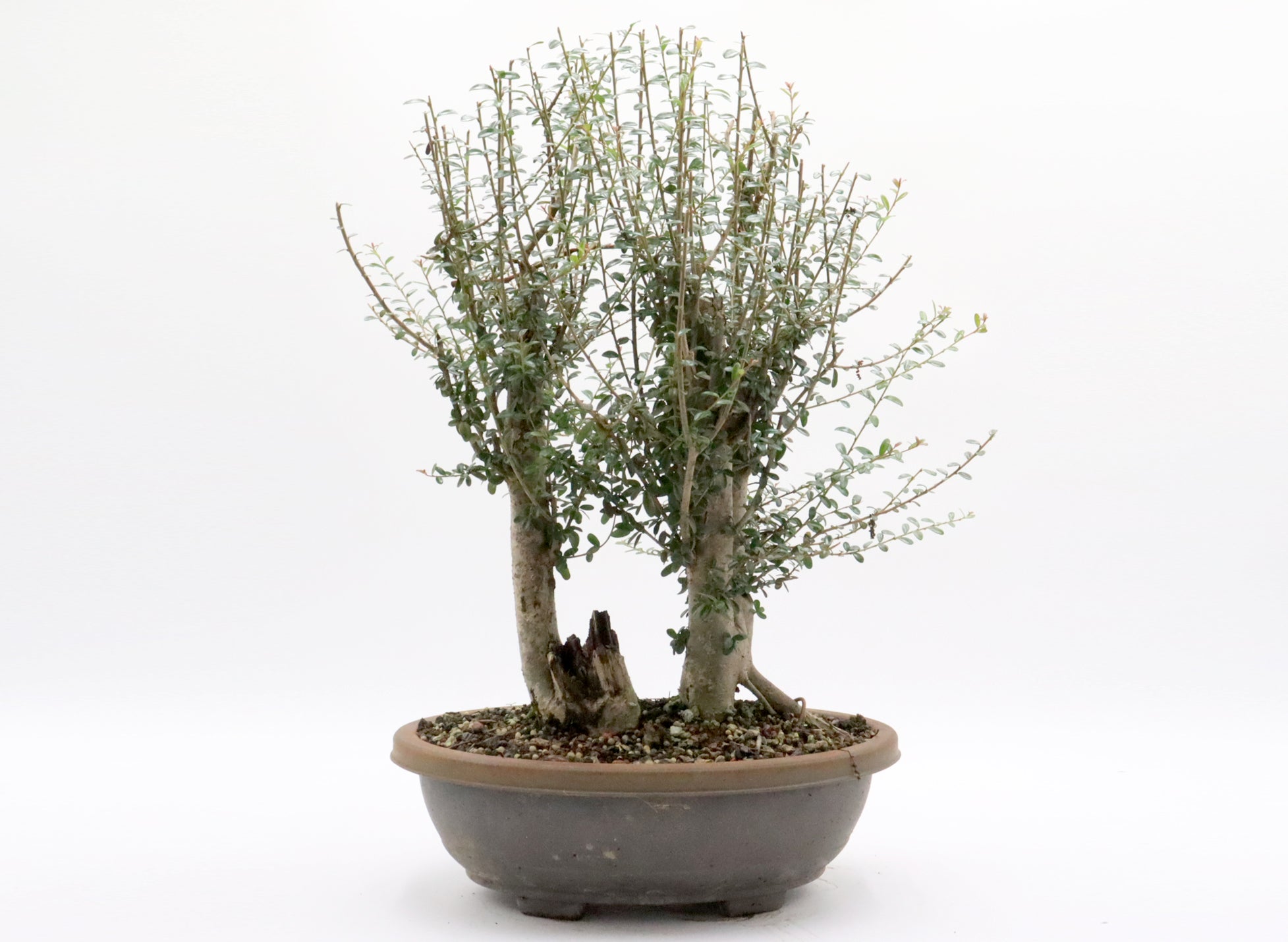 Twin Trunk Neea Buxifolia Pre-Bonsai in a Training Container